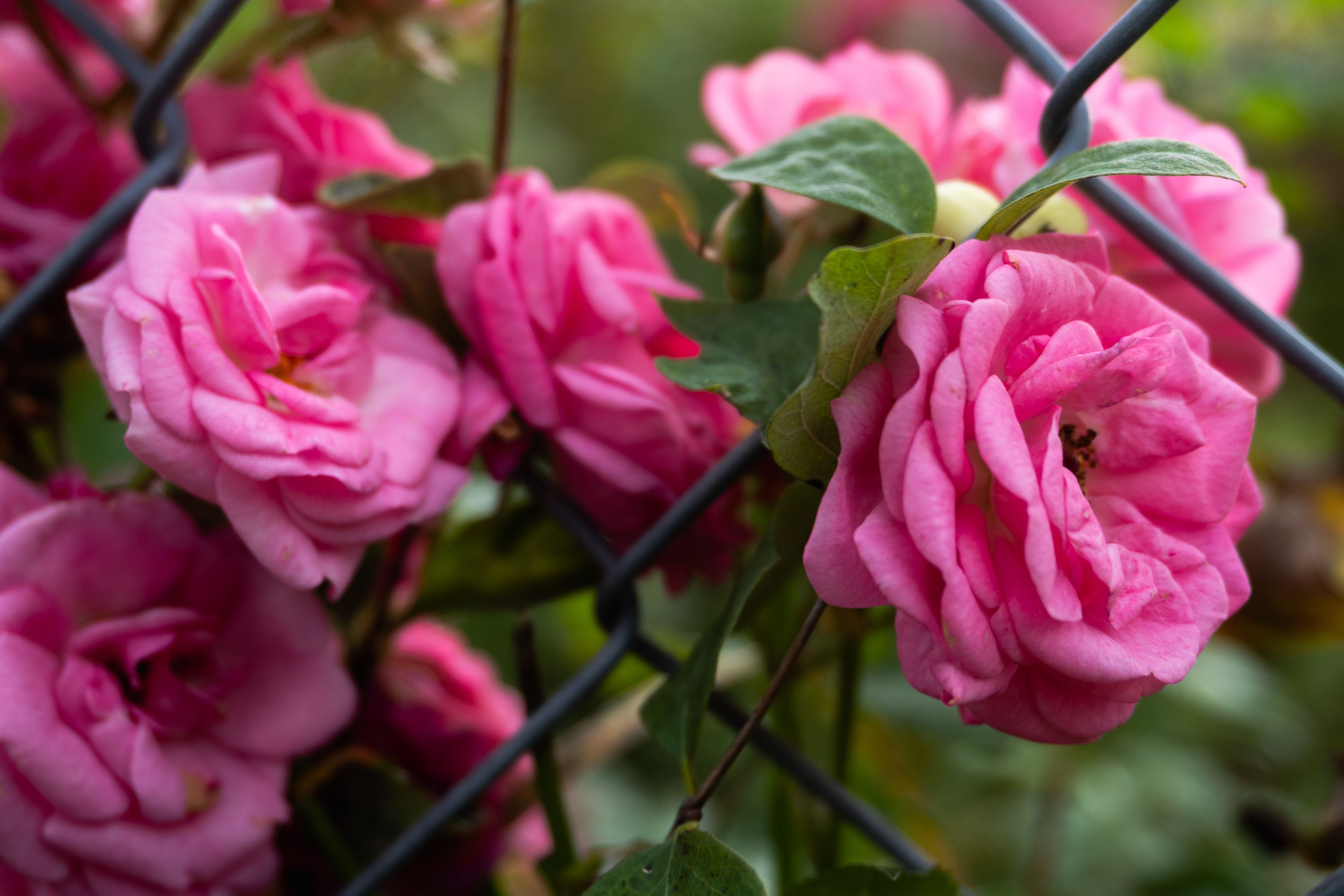 Vibrant Pink Roses Blooming Through a Fence · Free Stock Photo