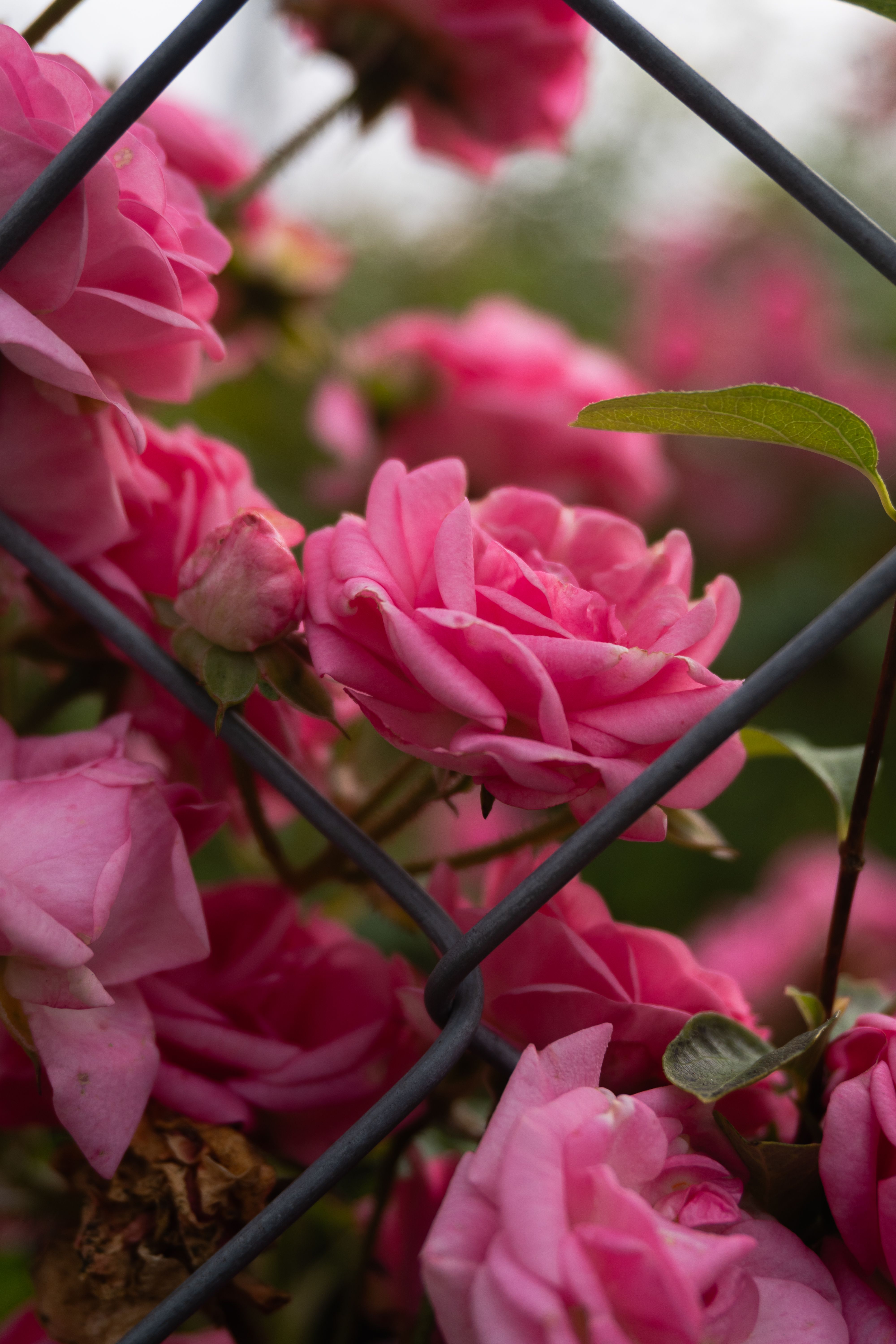 Vibrant Pink Roses Behind a Fence · Free Stock Photo