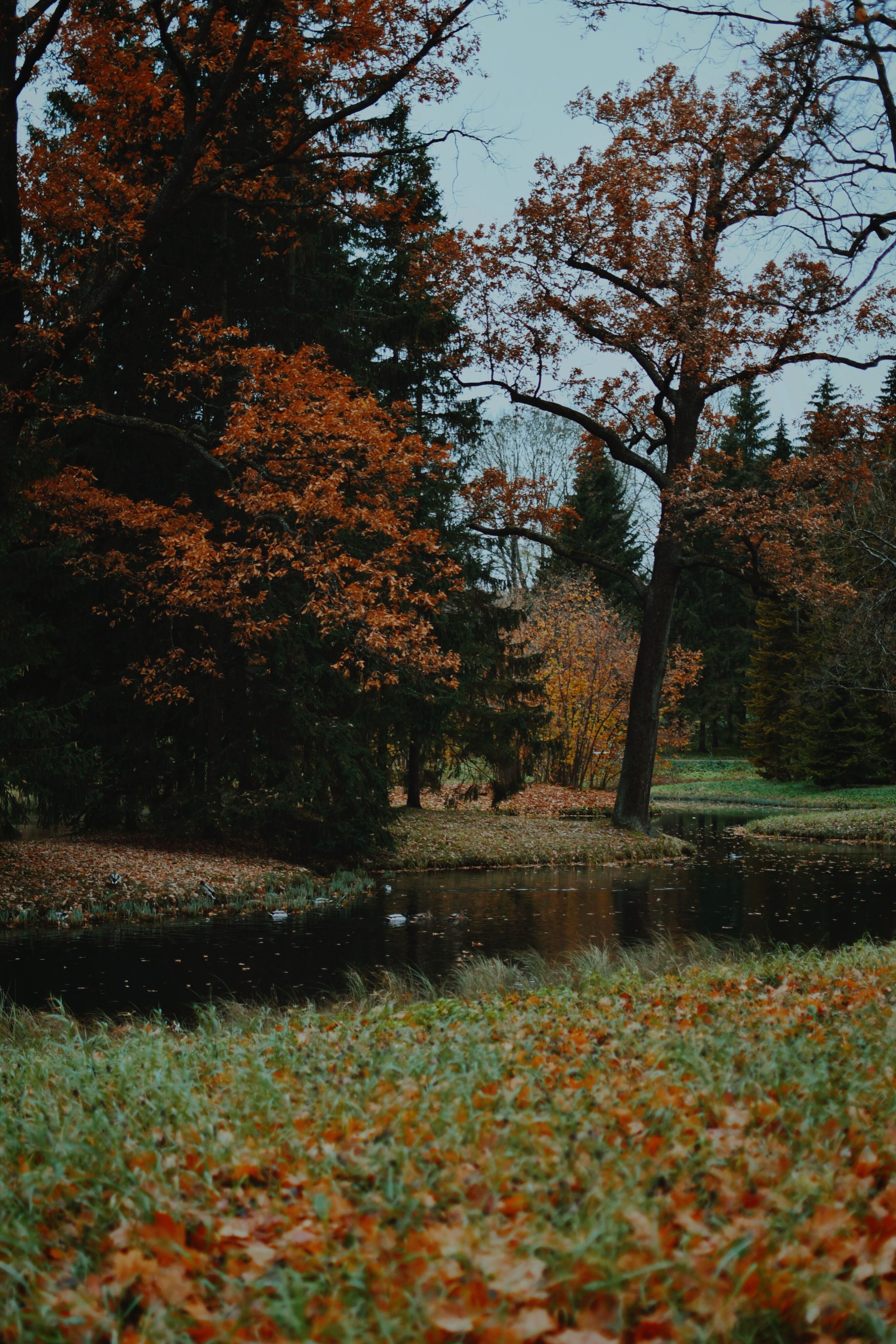 Serene Autumn Landscape with Reflective Pond · Free Stock Photo