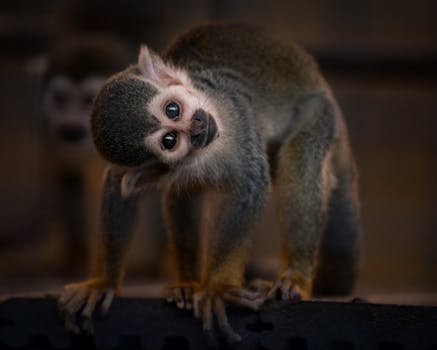 Adorable squirrel monkey gazing curiously, showcasing vibrant fur and engaging expression.