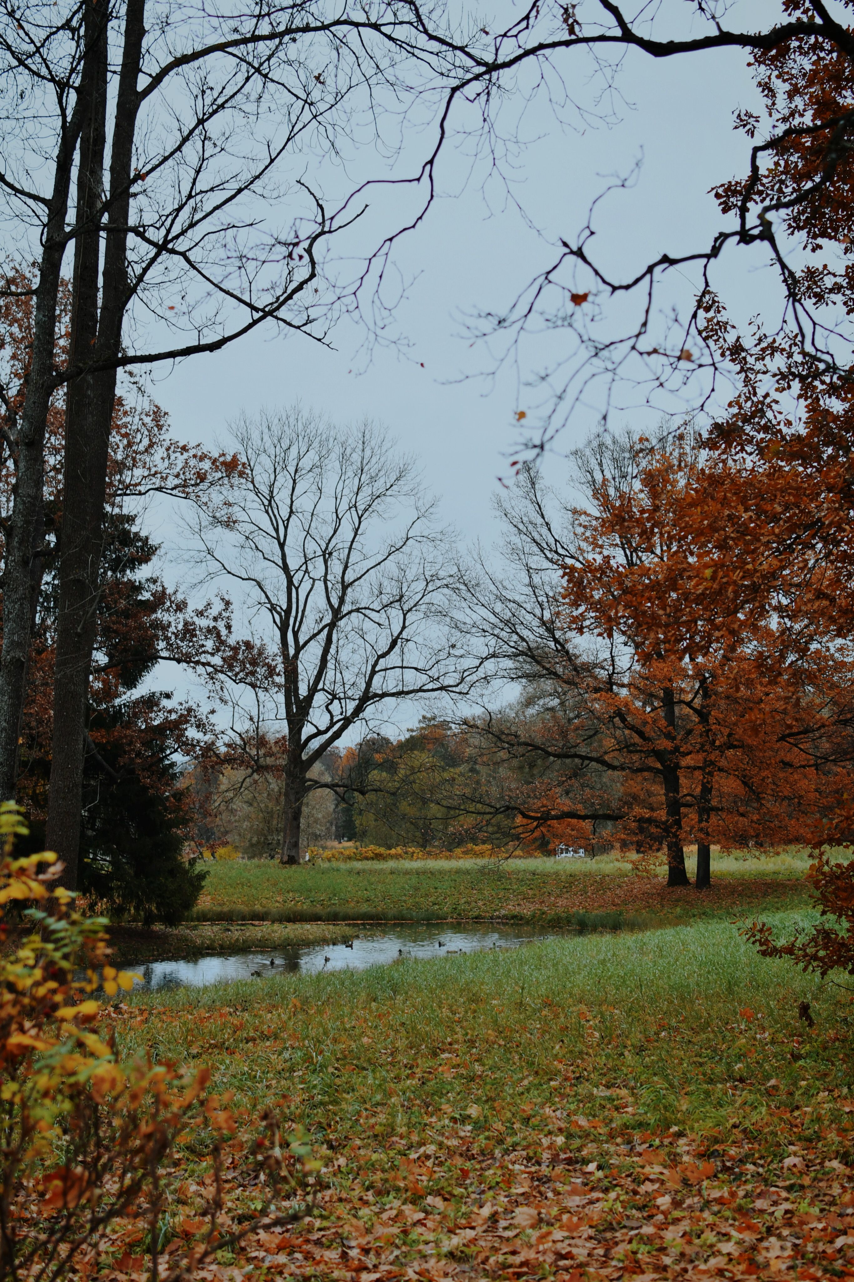 Serene Autumn Landscape with Bare Trees and Pond · Free Stock Photo