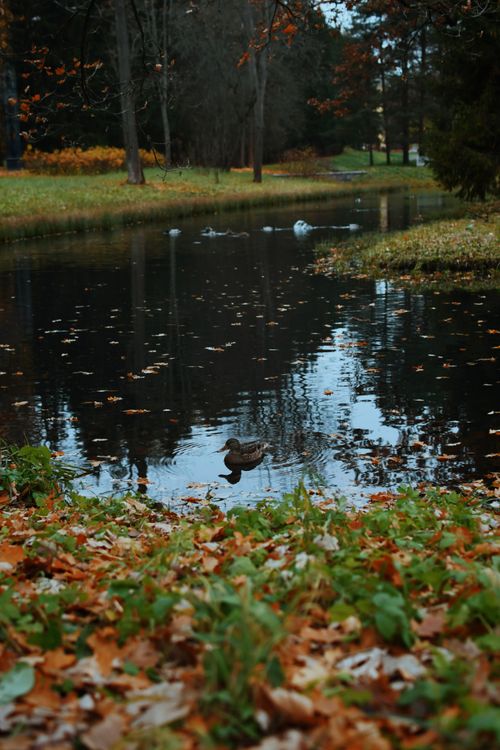 Free Peaceful autumn scene with ducks on a reflective pond surrounded by fallen leaves Stock Photo