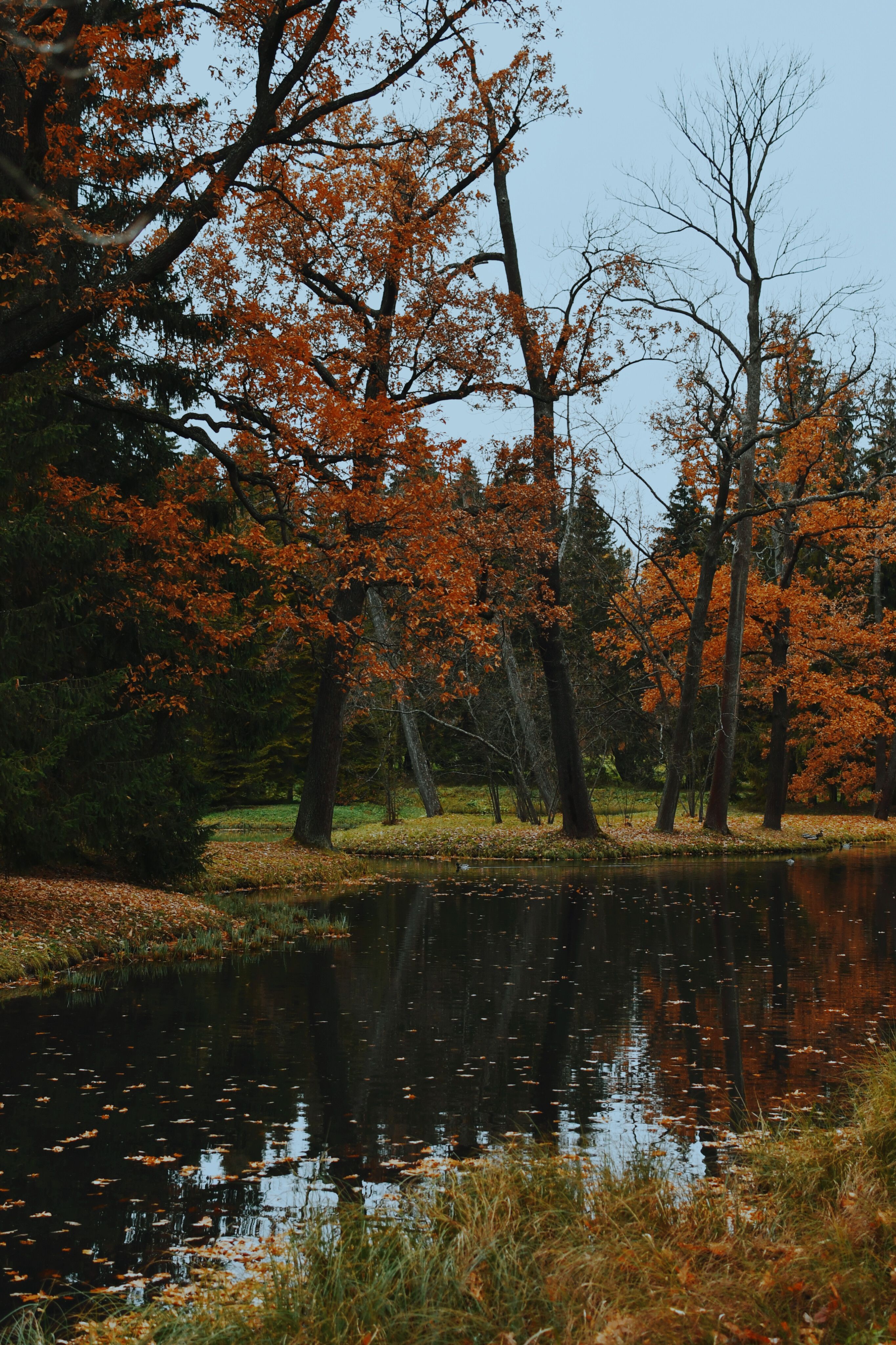 Serene Autumn Landscape with Reflective Pond · Free Stock Photo