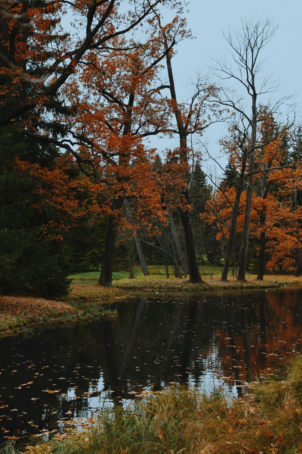 Serene Autumn Landscape with Reflective Pond · Free Stock Photo