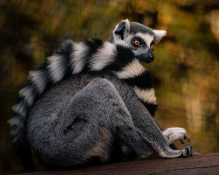 Close-up of a ring-tailed lemur (Lemur catta) perched gracefully on a log.