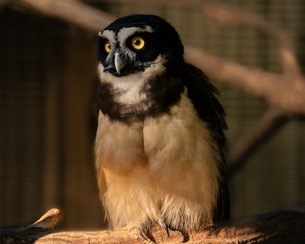 Close-up of a spectacled owl perched in natural habitat setting.