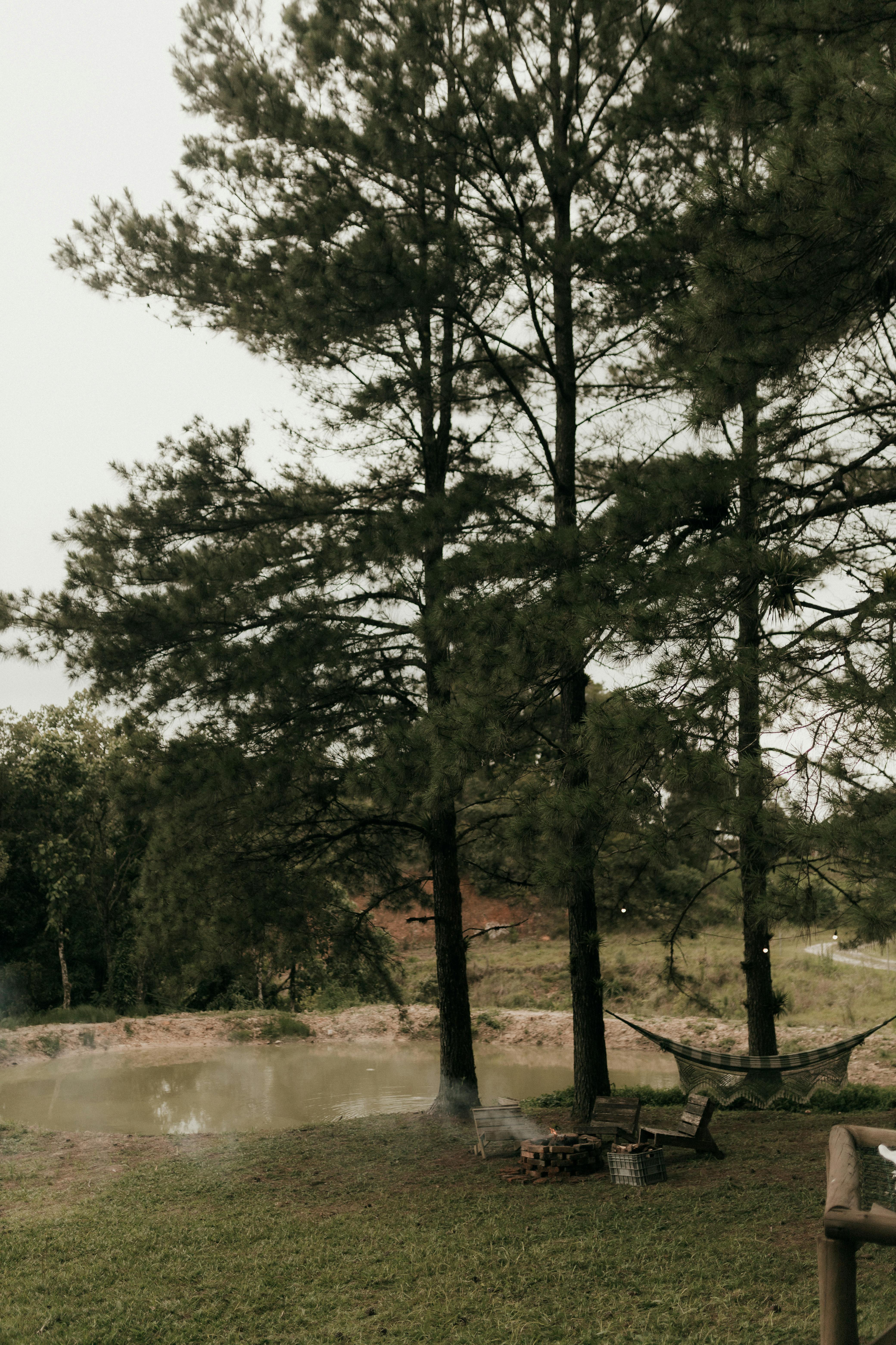 Gratis Un ambiente tranquillo all'aperto con alberi ad alto fusto, un'amaca e uno stagno. Foto a disposizione