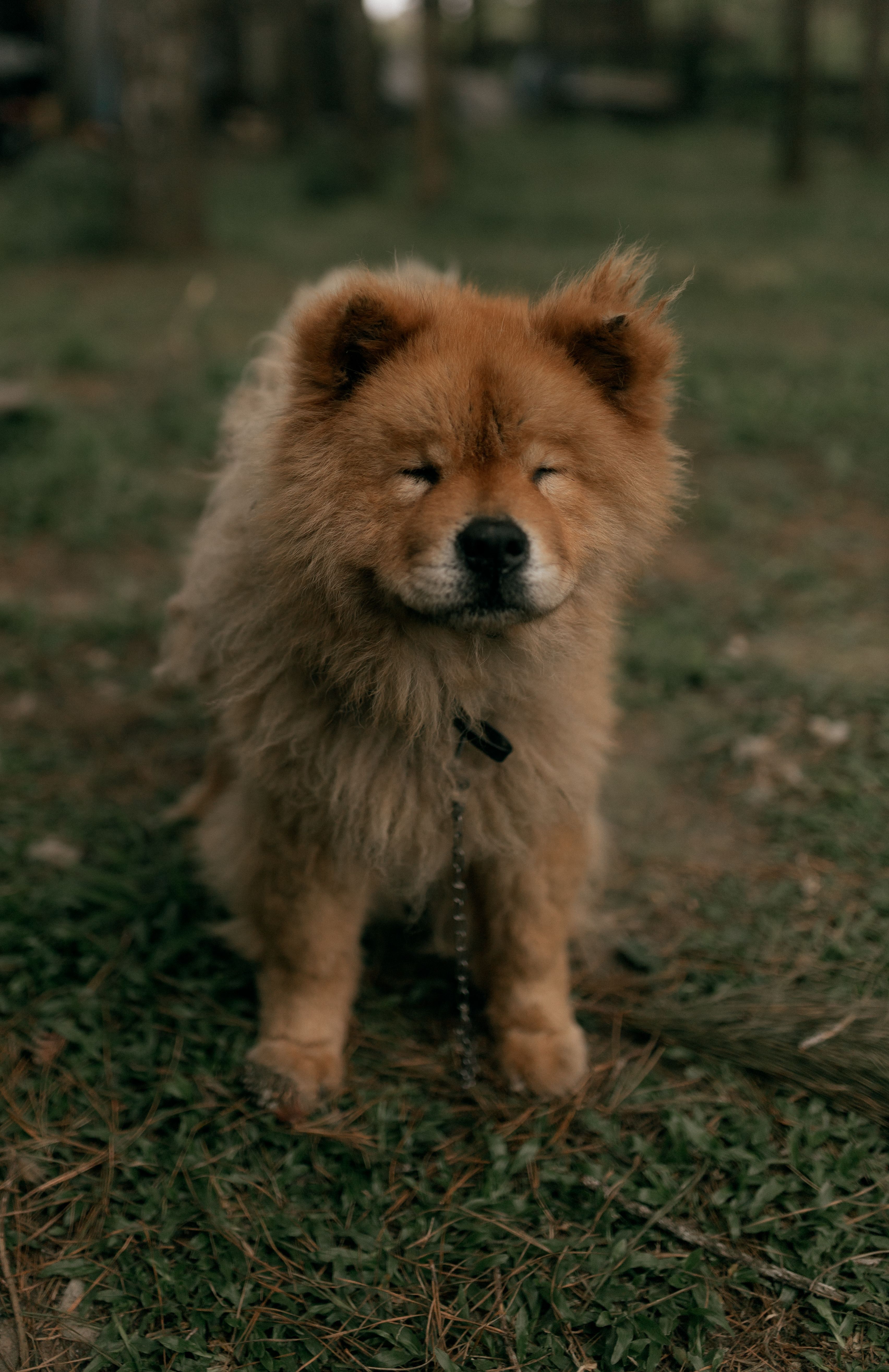 Berger de l’Atlas — photo de la race de chien Berger de l’Atlas originaire de Russie