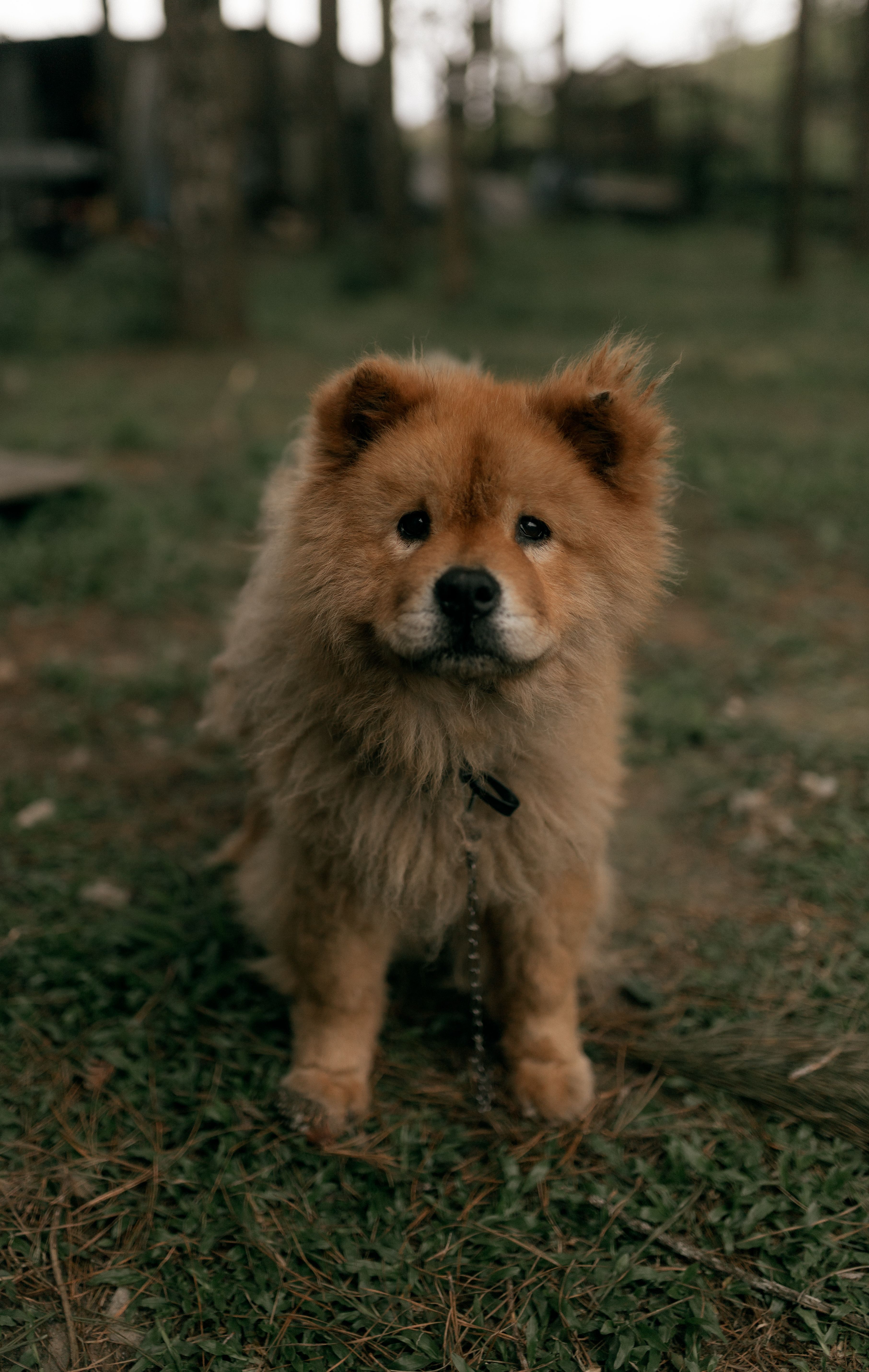 Brown Dog on Brown Grass Field · Free Stock Photo