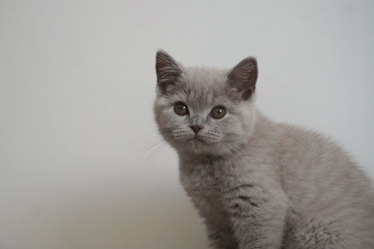 Grey British Shorthair kitten