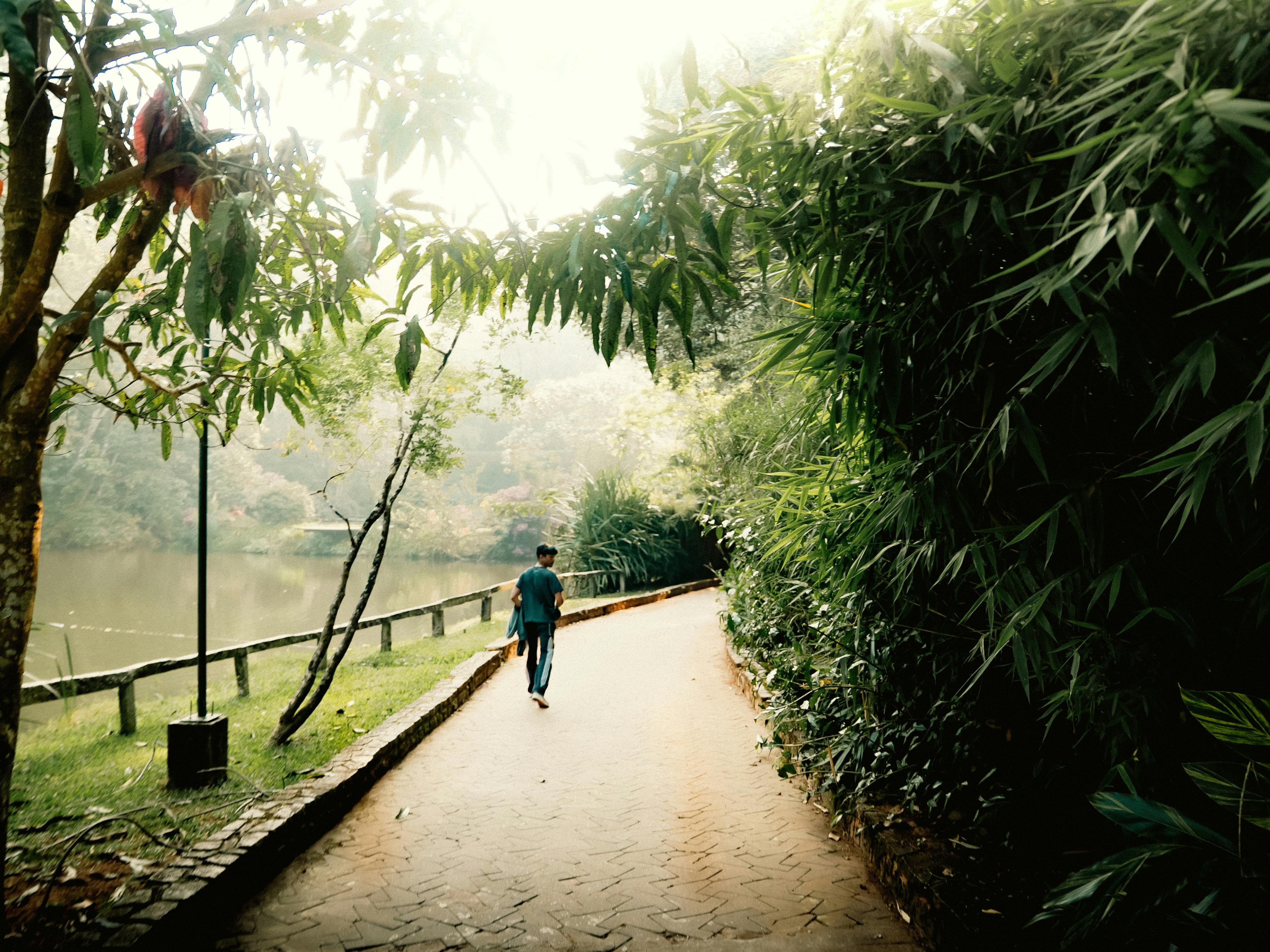 A man walks along a lush greenery path in Madikeri, Karnataka, India, on a misty morning.