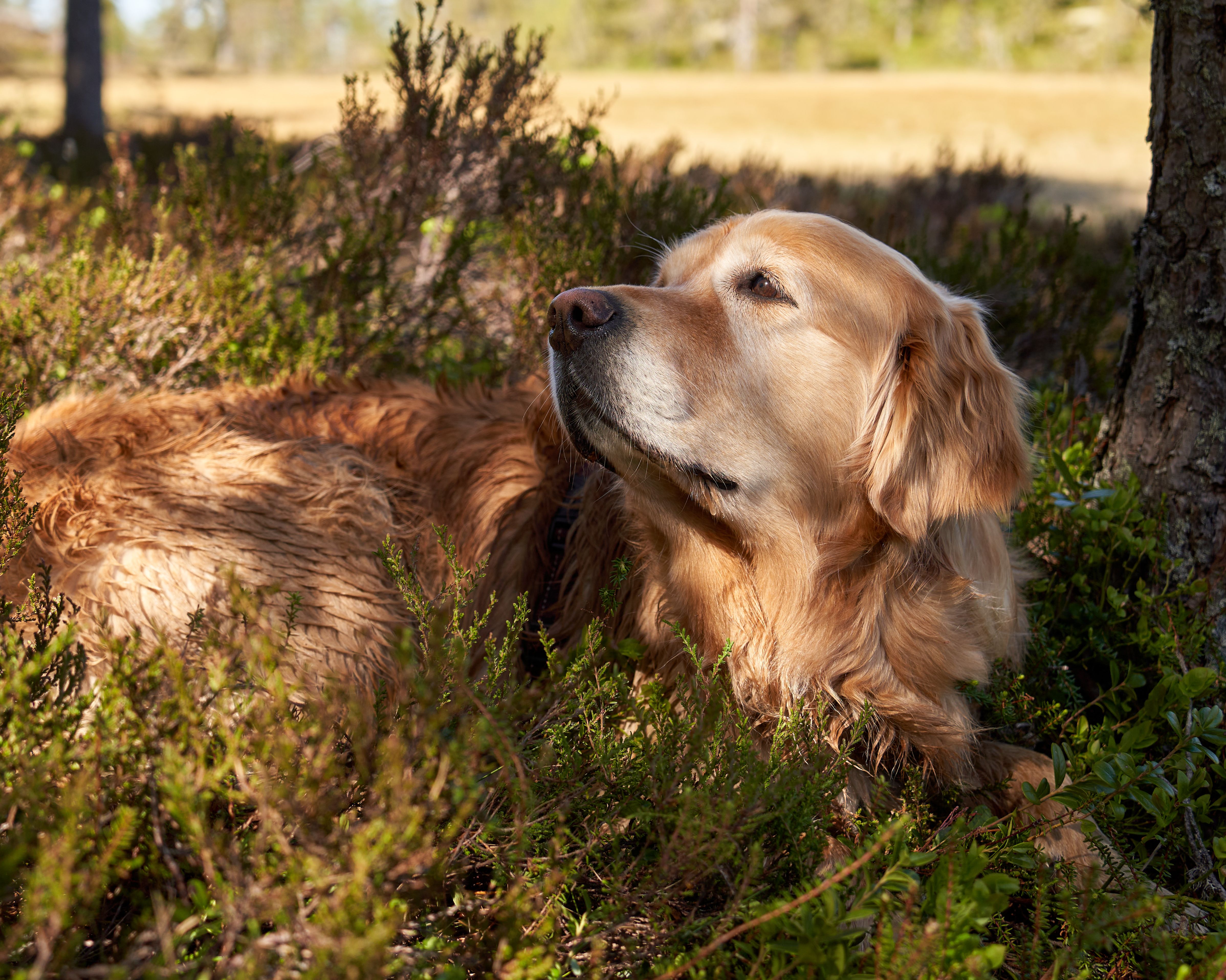 Studying dogs may reveal path to longer, healthier life, hum