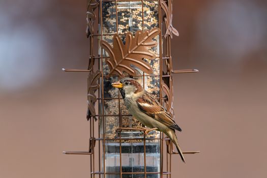 A house sparrow (Passer domesticus) eating seeds from an oak leaf decorated bird feeder in Canonsburg, Pennsylvania.