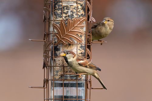 Free Two house sparrows enjoying seeds at a decorative bird feeder outdoors. Stock Photo