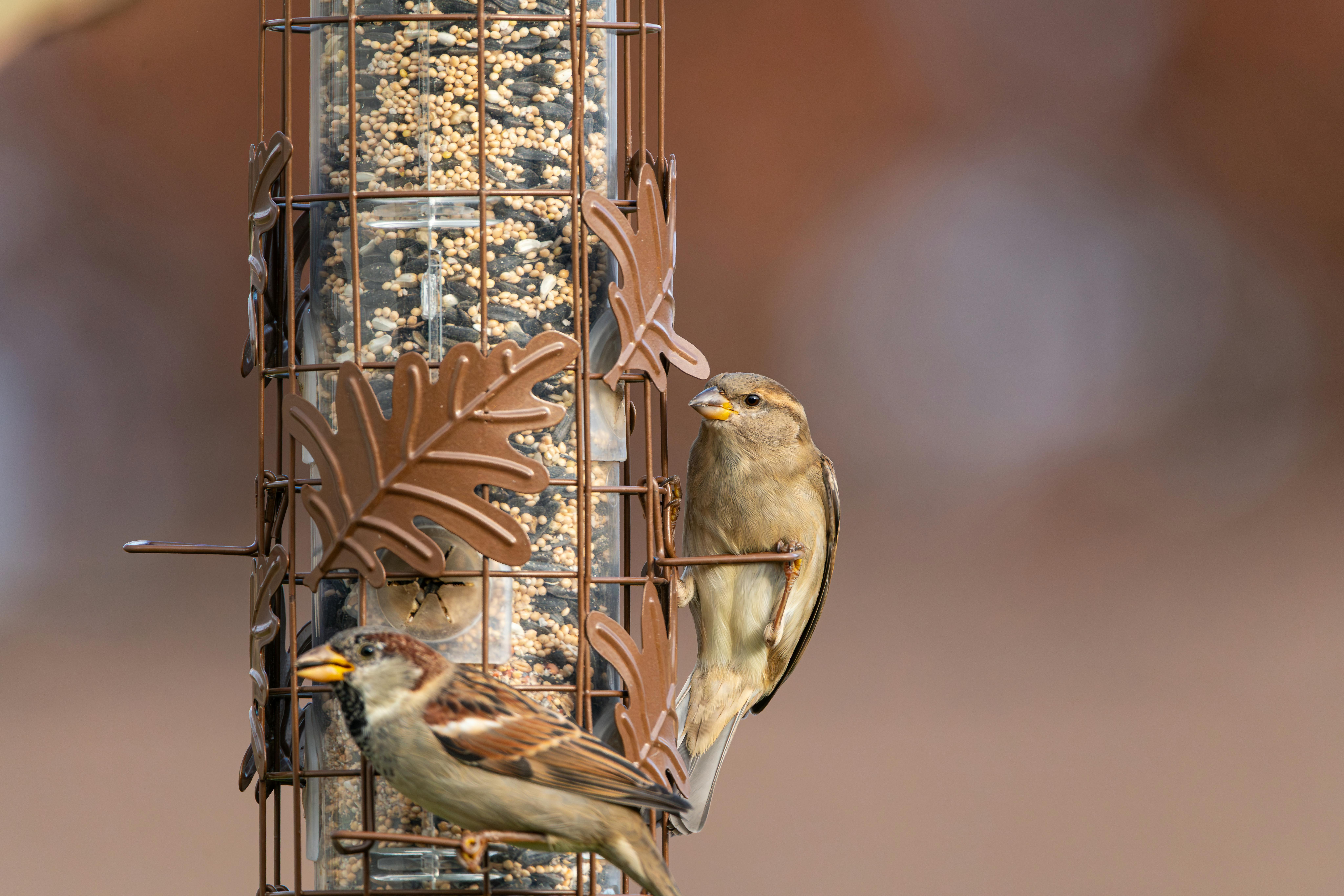 財經青紅燈：美食-KY業績表現亮眼獲投資人肯定