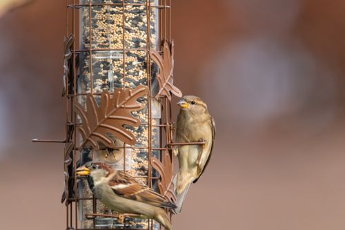 Free Two house sparrows perched on a decorative bird feeder in Pennsylvania. Stock Photo