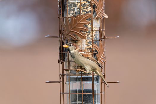 A close-up of a house sparrow perched on a decorative bird feeder filled with seeds, outdoors.