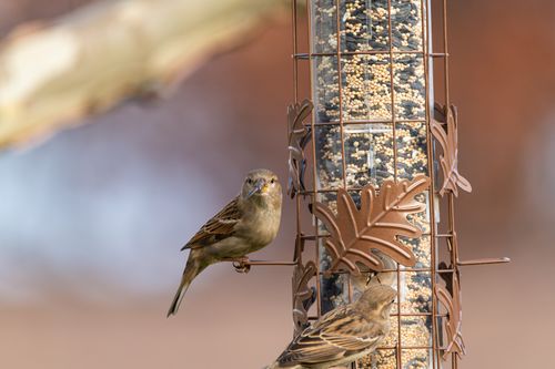 Free Two house sparrows perched on a bird feeder in an autumn setting outdoors. Stock Photo