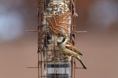 Free A house sparrow perched on a decorative bird feeder in Canonsburg, Pennsylvania. Stock Photo