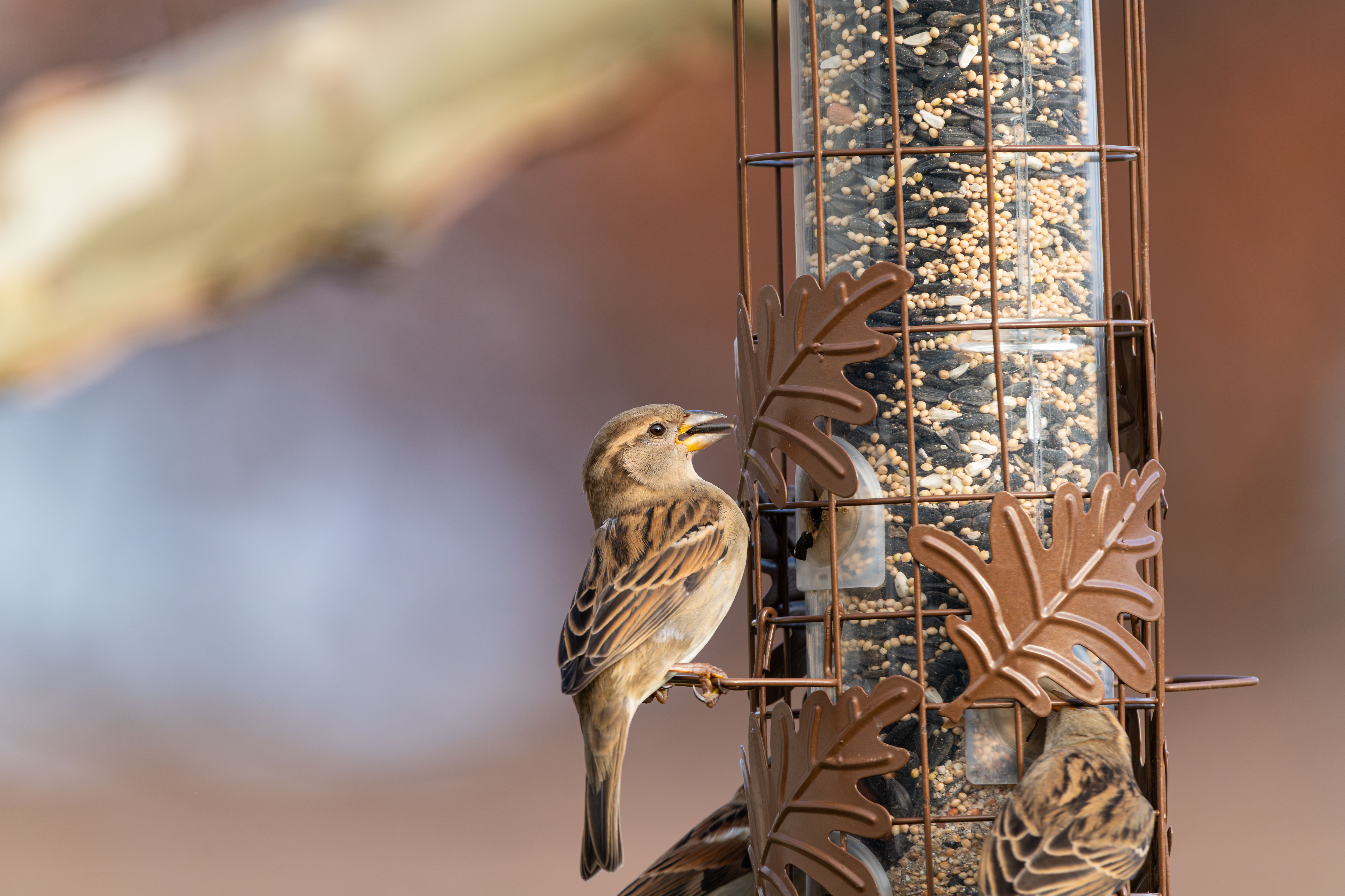 Effective Solutions to Protect Your Bird Feeder