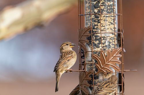 Free Two house sparrows at a seed-filled bird feeder in Canonsburg, PA, during autumn. Stock Photo