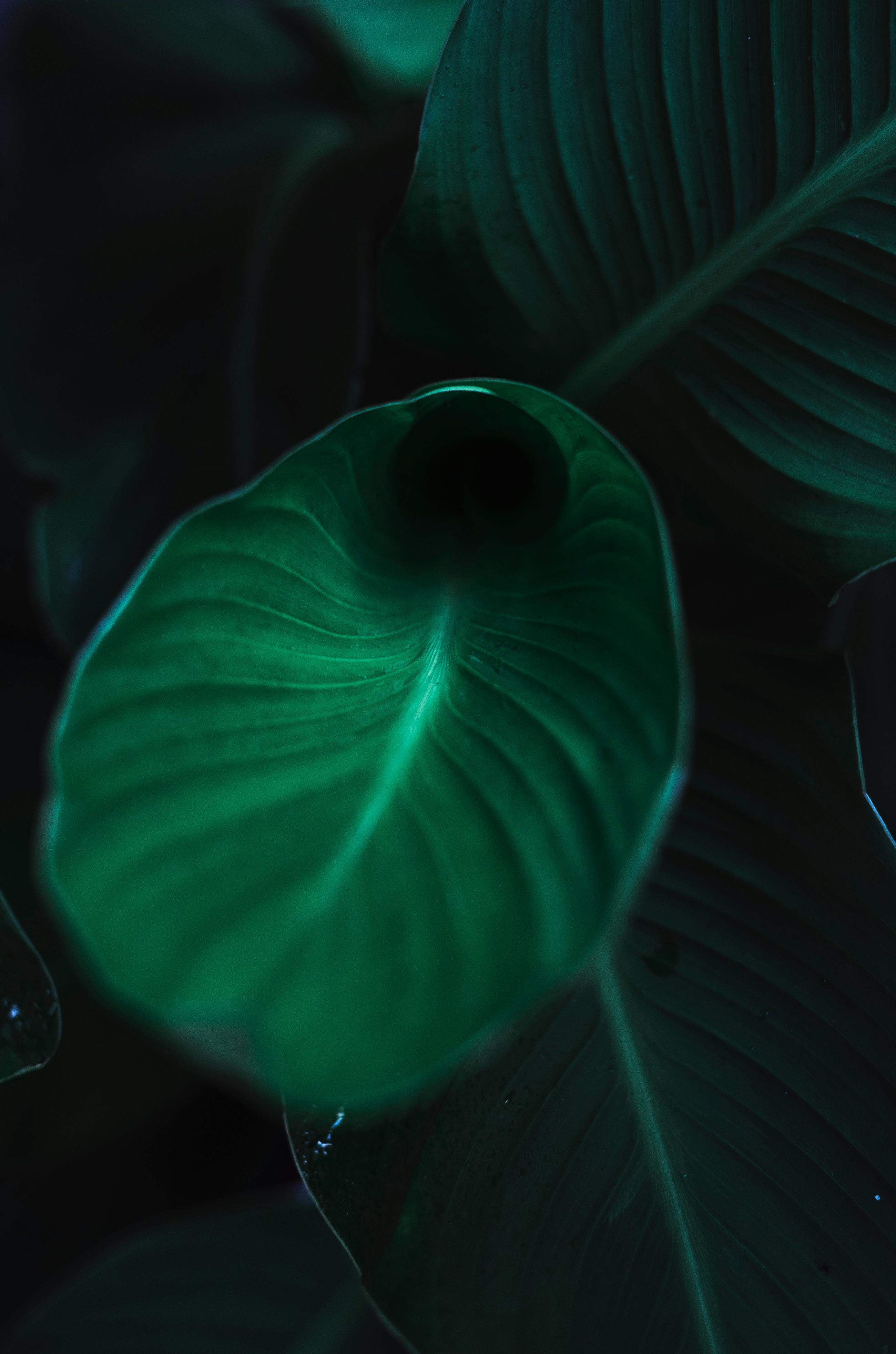 close up photo of a banana plant leaf · Free Stock Photo