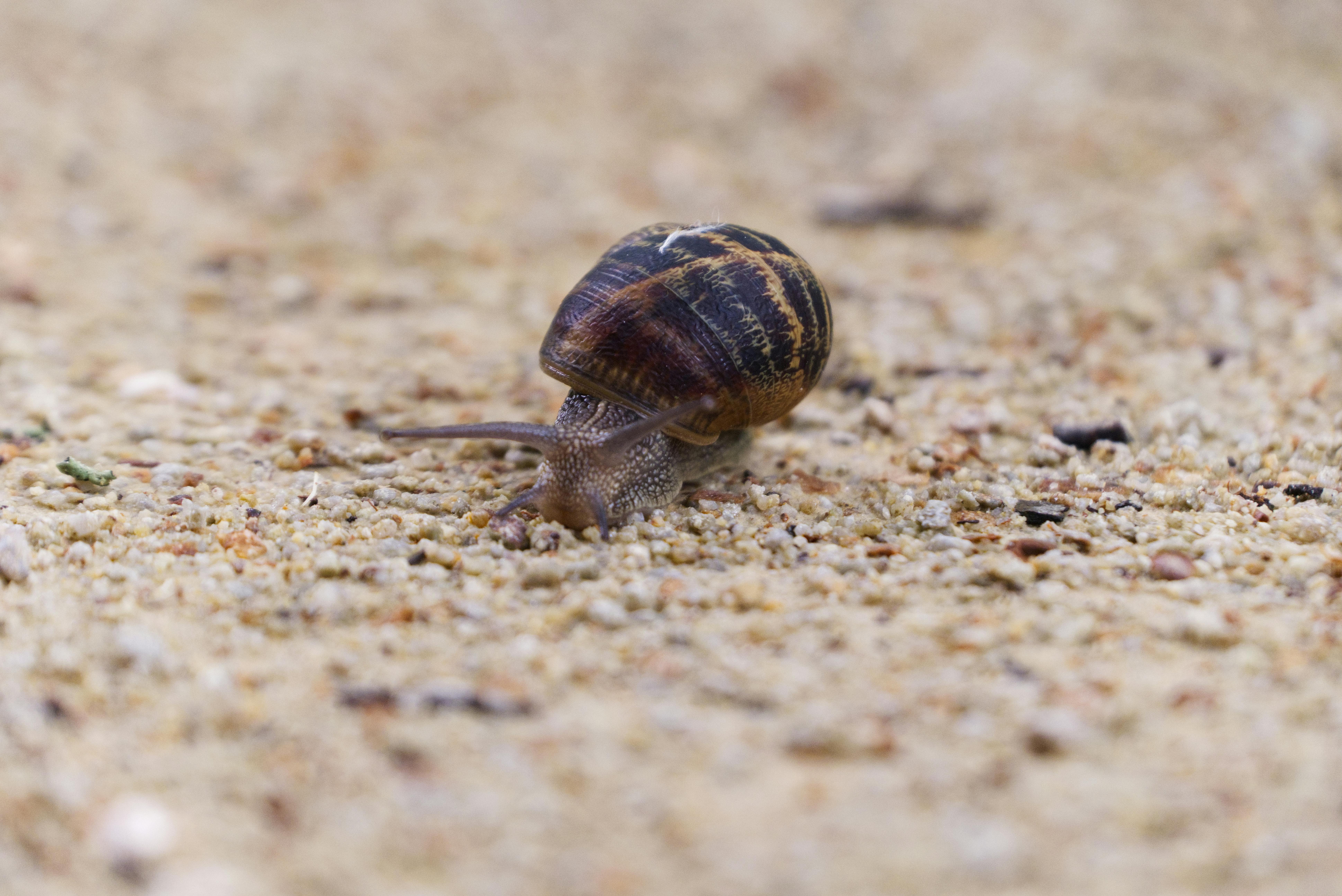 Detailed shot of a garden snail slowly moving on sandy ground.
