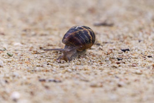 Detailed shot of a garden snail slowly moving on sandy ground.