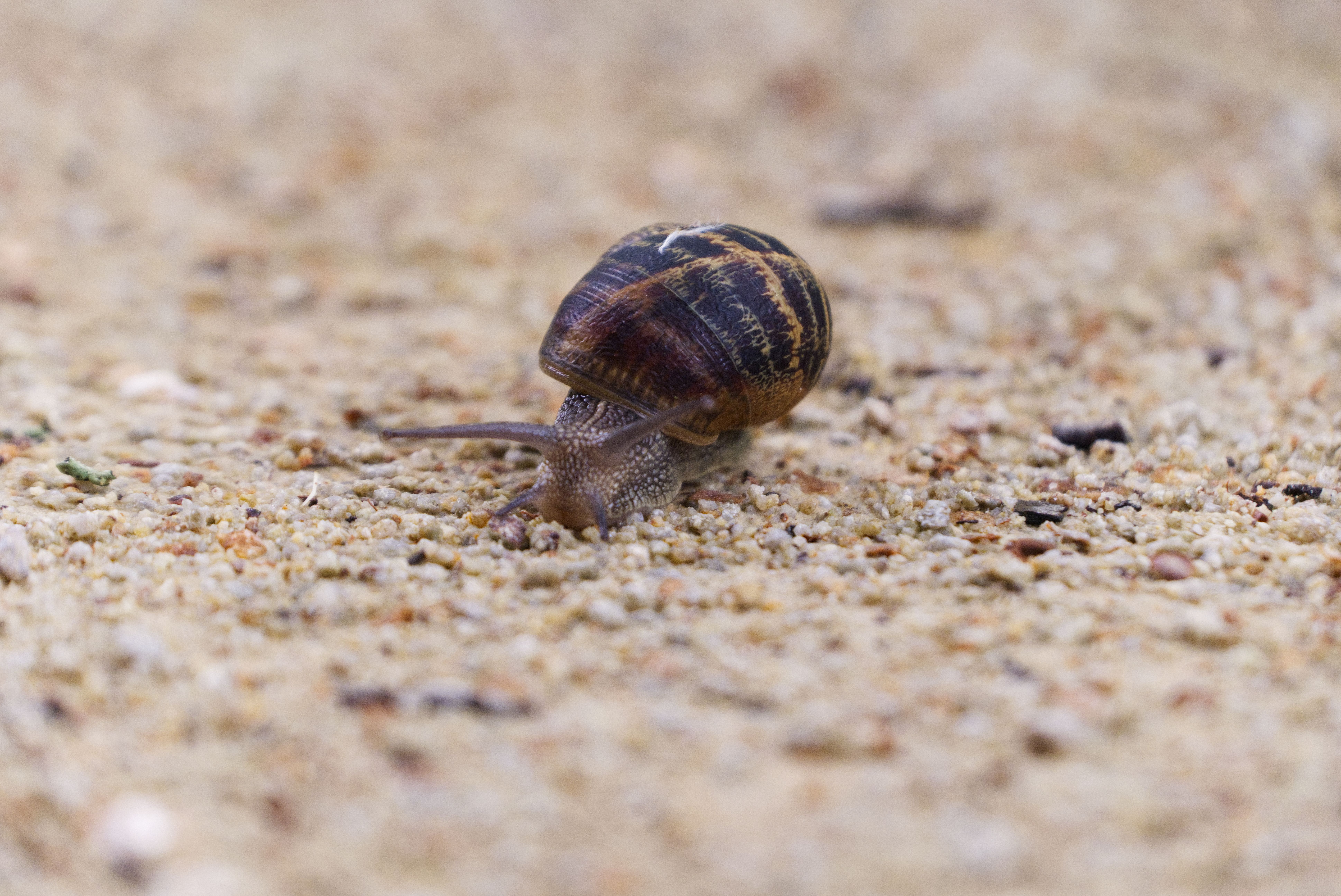Close-Up of a Garden Snail Crawling on Sand · Free Stock Photo