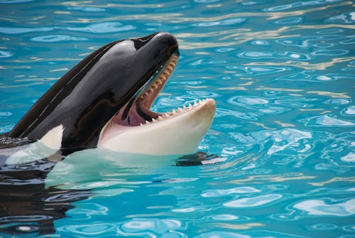 Free White and Black Killer Whale on Blue Pool Stock Photo