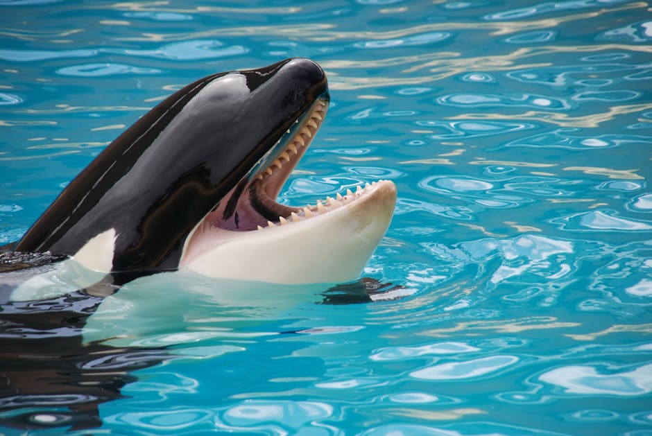 White and Black Killer Whale on Blue Pool