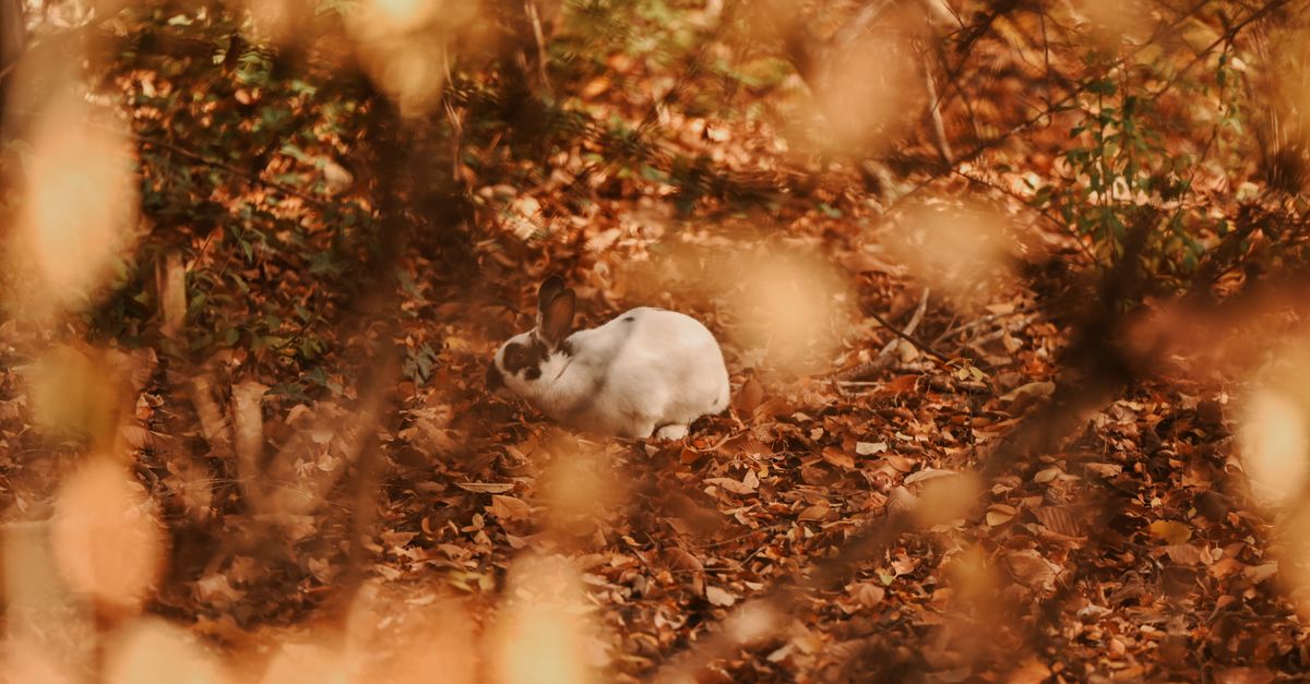 White Rabbit in an Autumn Forest Setting · Free Stock Photo