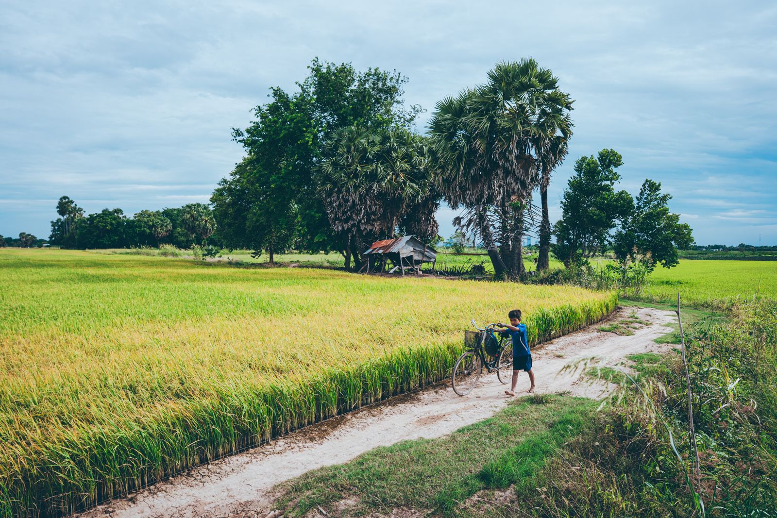 Dirt road through rice fields with sugar palms, rural Svay Rieng province, Cambodia