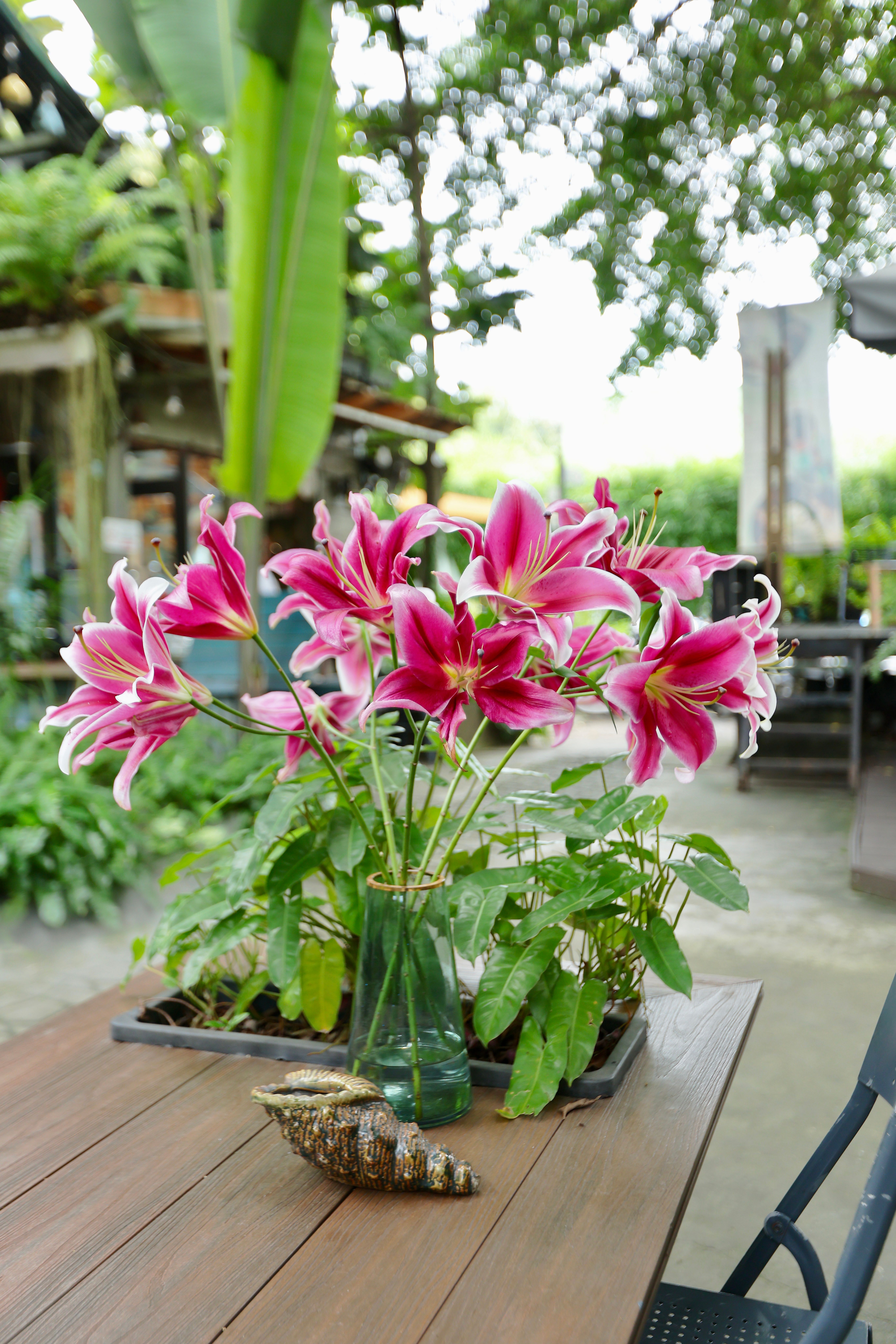 Vibrant Lilies in Outdoor Garden Setting · Free Stock Photo