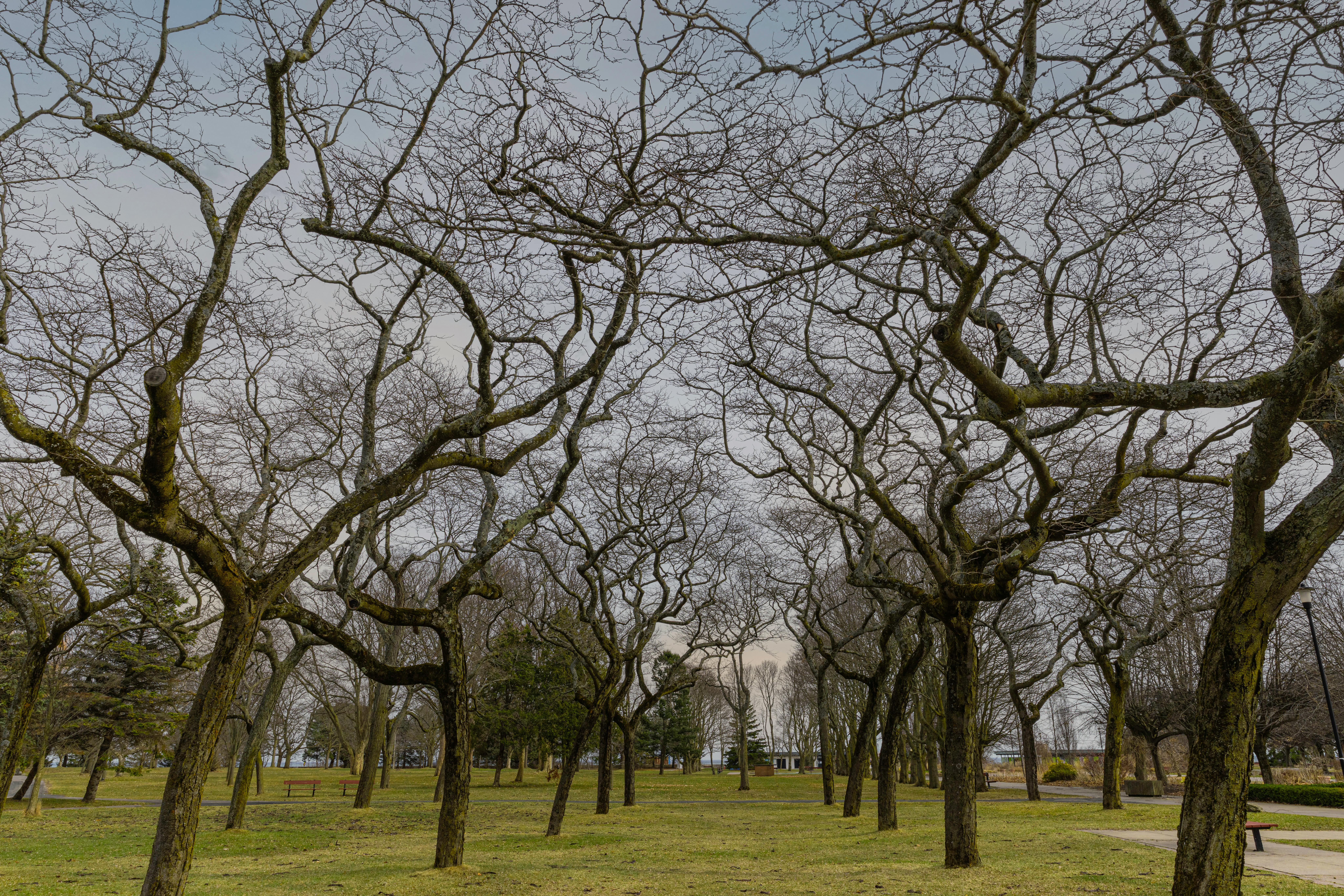 Une scène paisible dans un parc, avec des branches dénudées en hiver sous un ciel nuageux, évoquant un sentiment de calme.
