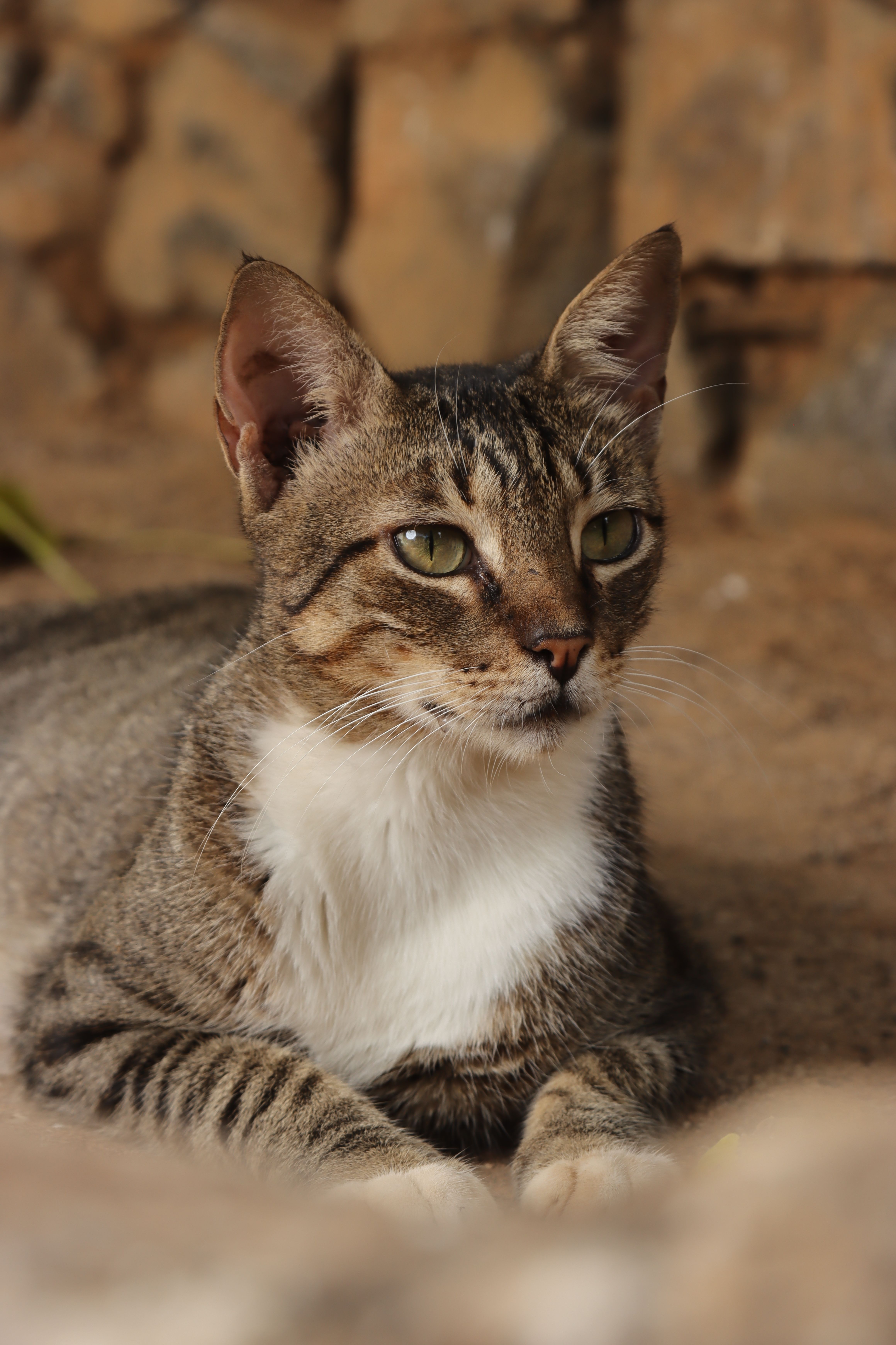 Close-up Portrait of a Domestic Tabby Cat Outdoors · Free Stock Photo