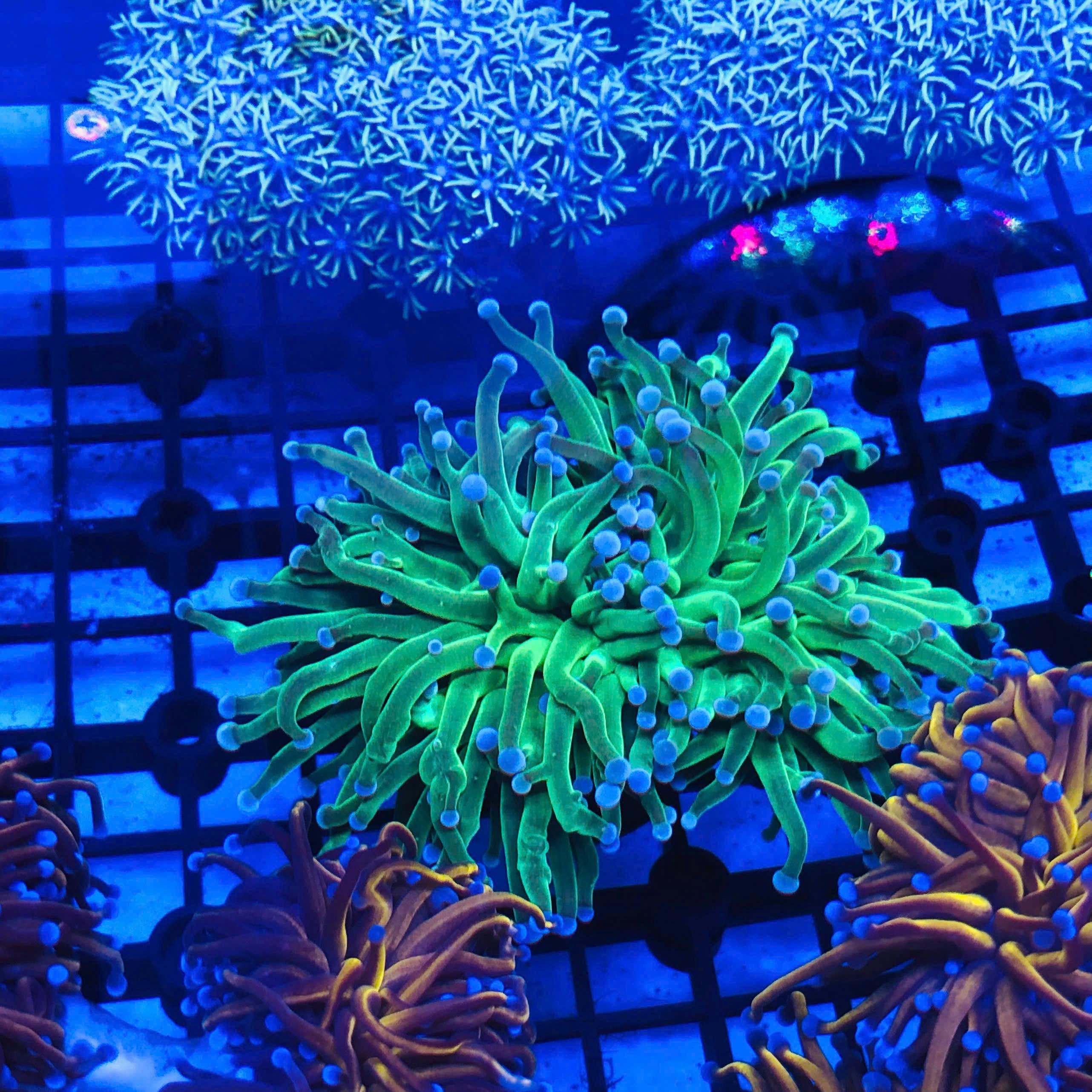 Close-up of colorful neon corals under blue light in an aquarium setting.