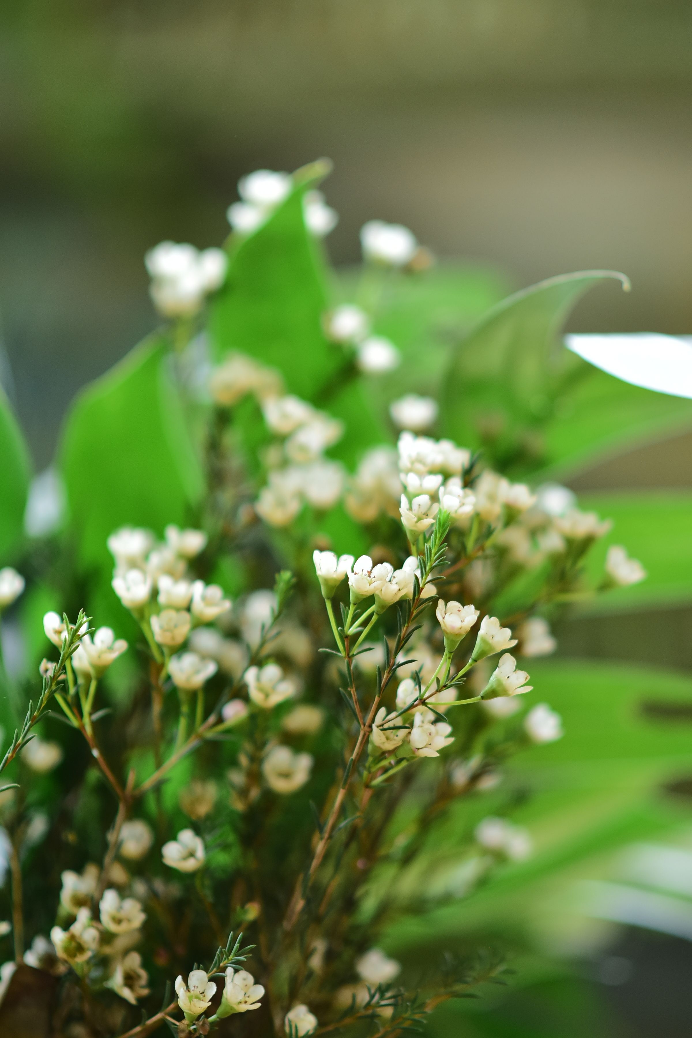 Elegant White Flowers Close-Up with Lush Green Leaves · Free Stock Photo
