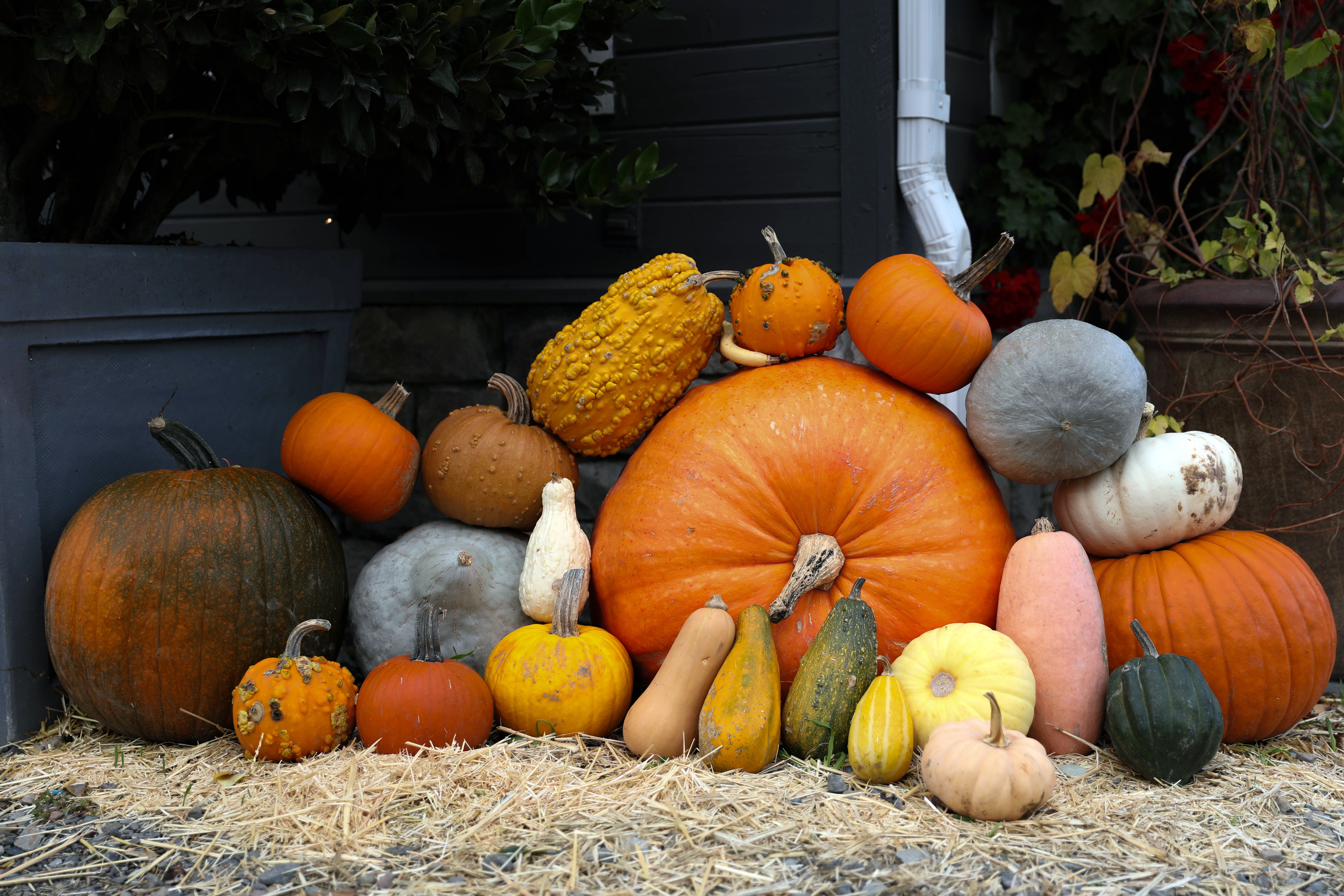 Colorful Autumn Harvest Display with Pumpkins and Gourds · Free Stock Photo