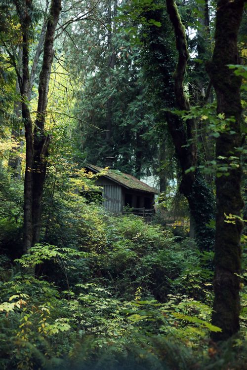Free A secluded cabin surrounded by lush autumn foliage in a dense forest setting. Stock Photo