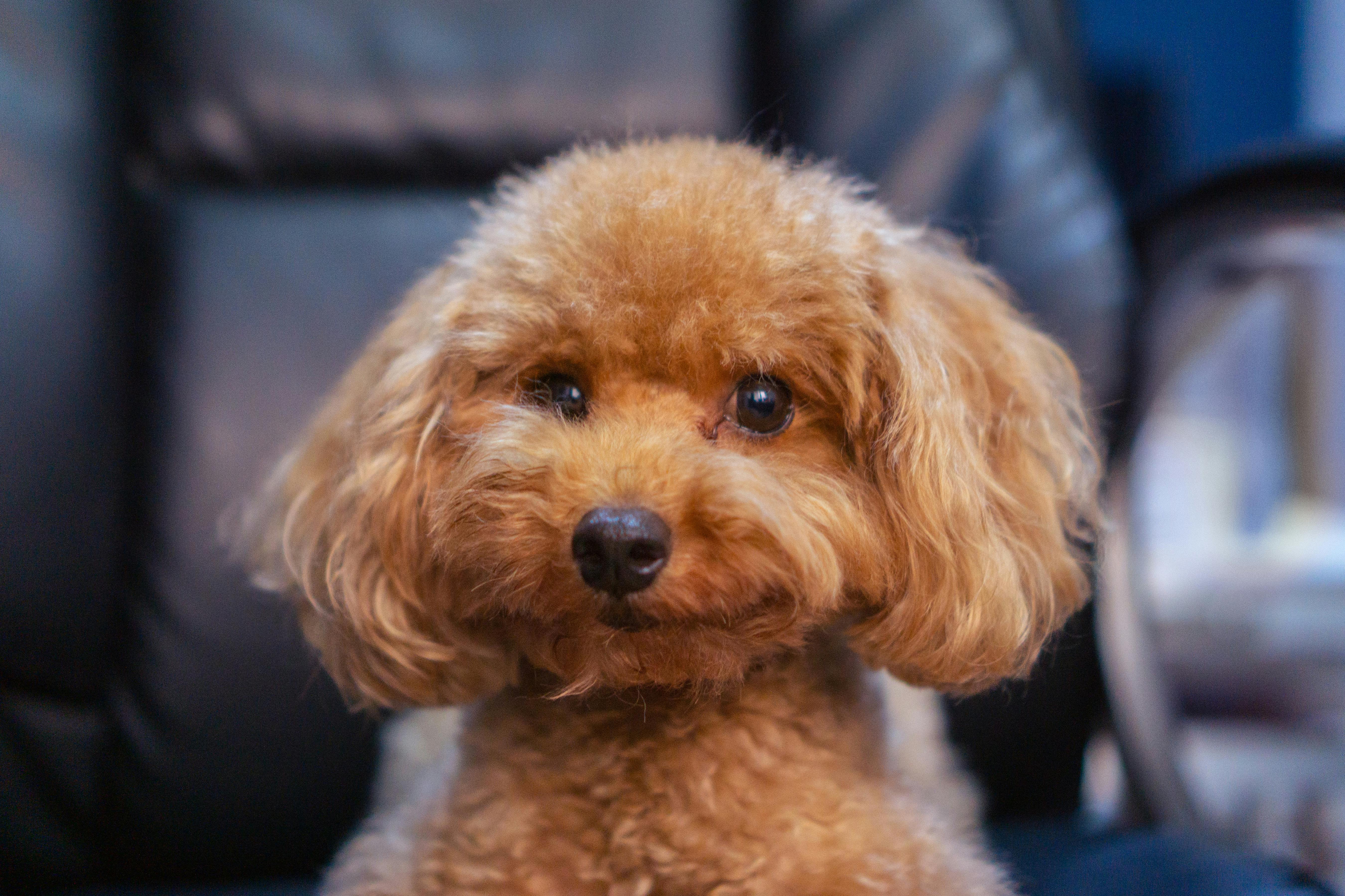 Brazil Portable Pet Grooming Shampoo - Market Analysis, Forecast, Size, Trends and Insights — Photo by lizhnni on Pexels