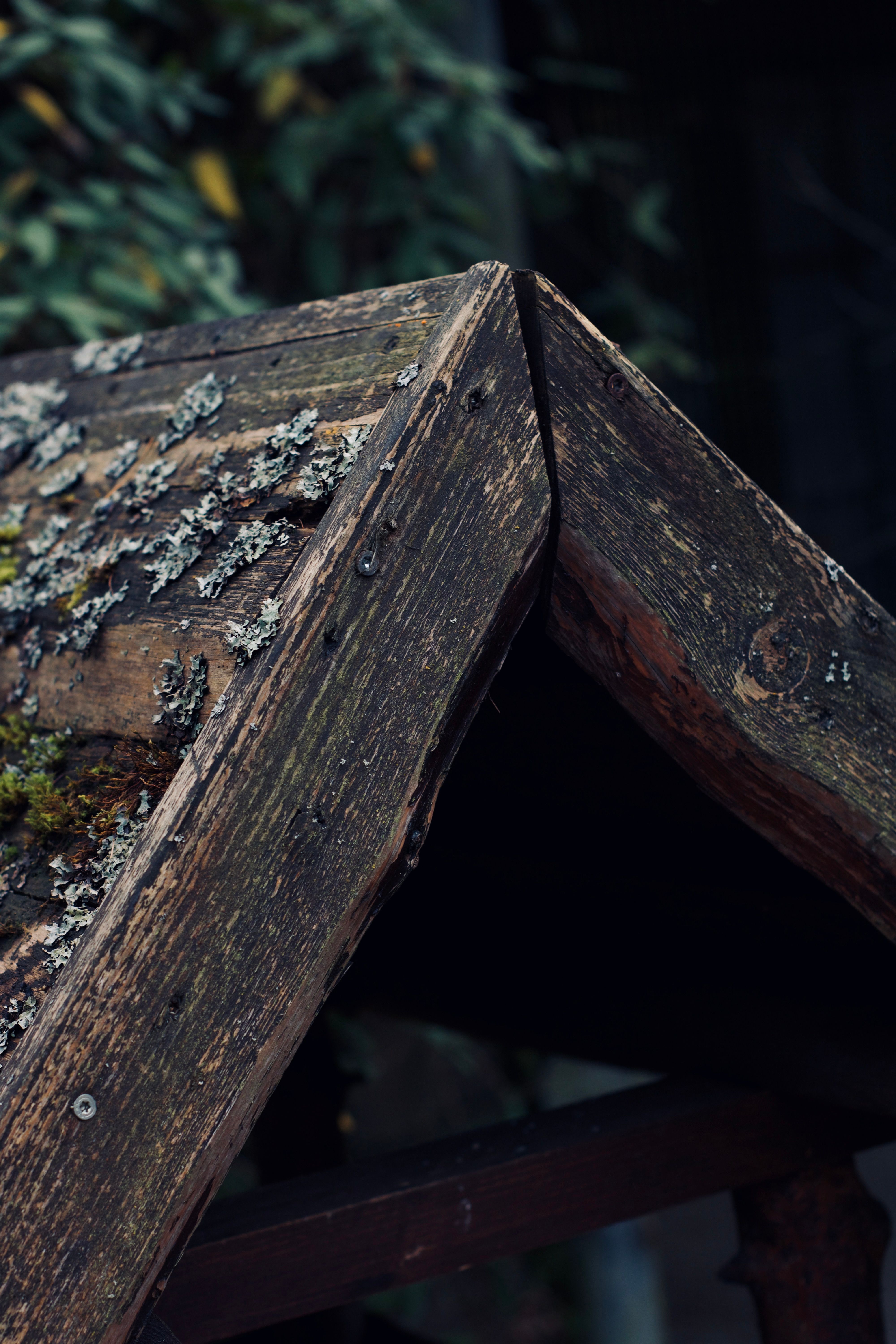 A close-up of an aged wooden roof covered with moss and lichens, showcasing natural decay.
