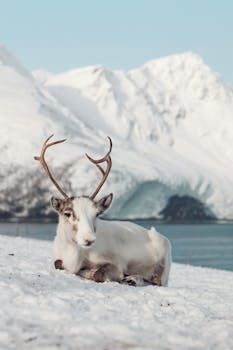 A reindeer sits peacefully on snowy ground with majestic mountains in Tromsø, Norway.