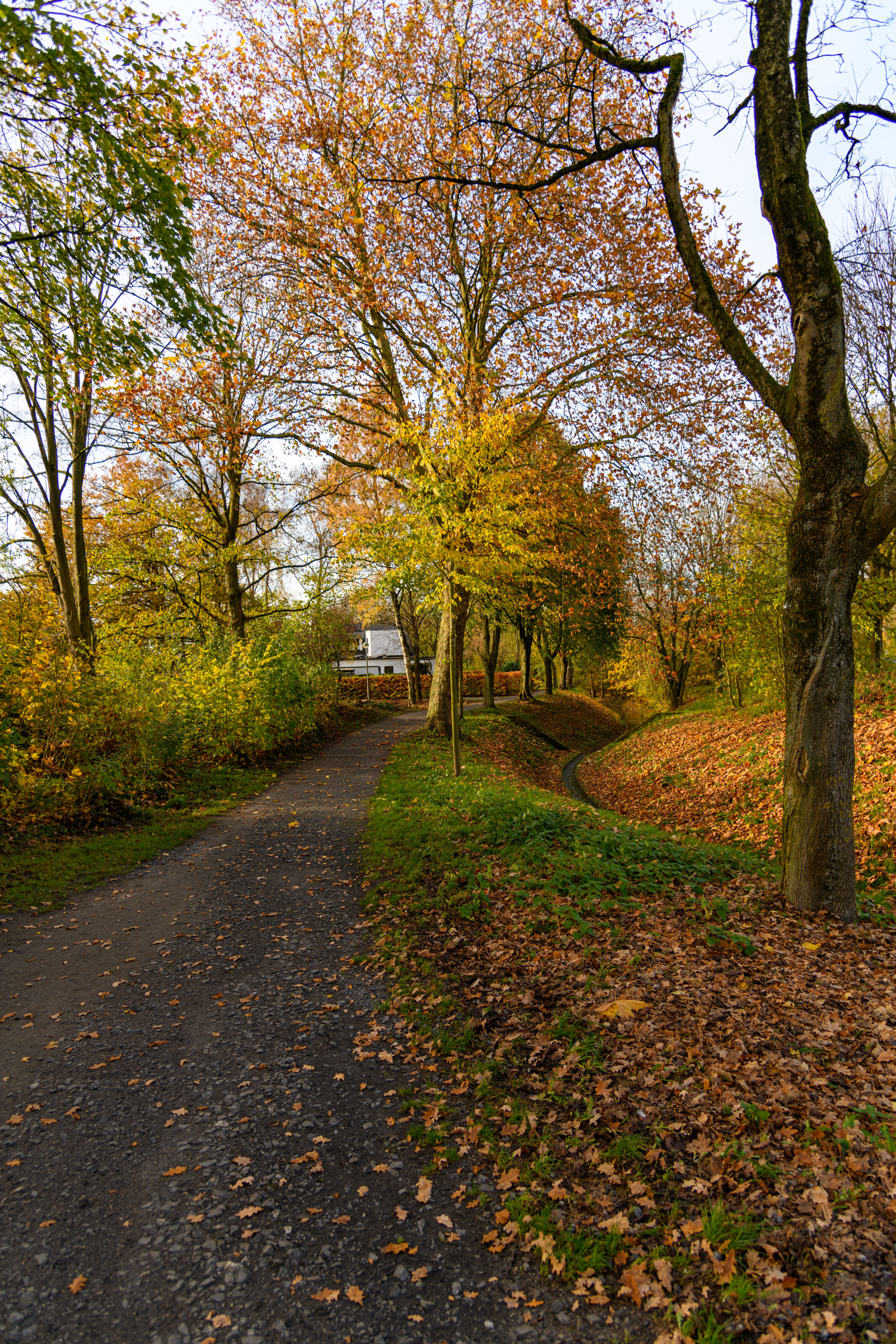 Serene Autumn Pathway in Scenic Park Setting · Free Stock Photo