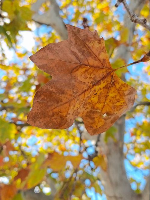 Free Detailed shot of a dry leaf during fall in El Puerto de Santa María, Spain. Stock Photo