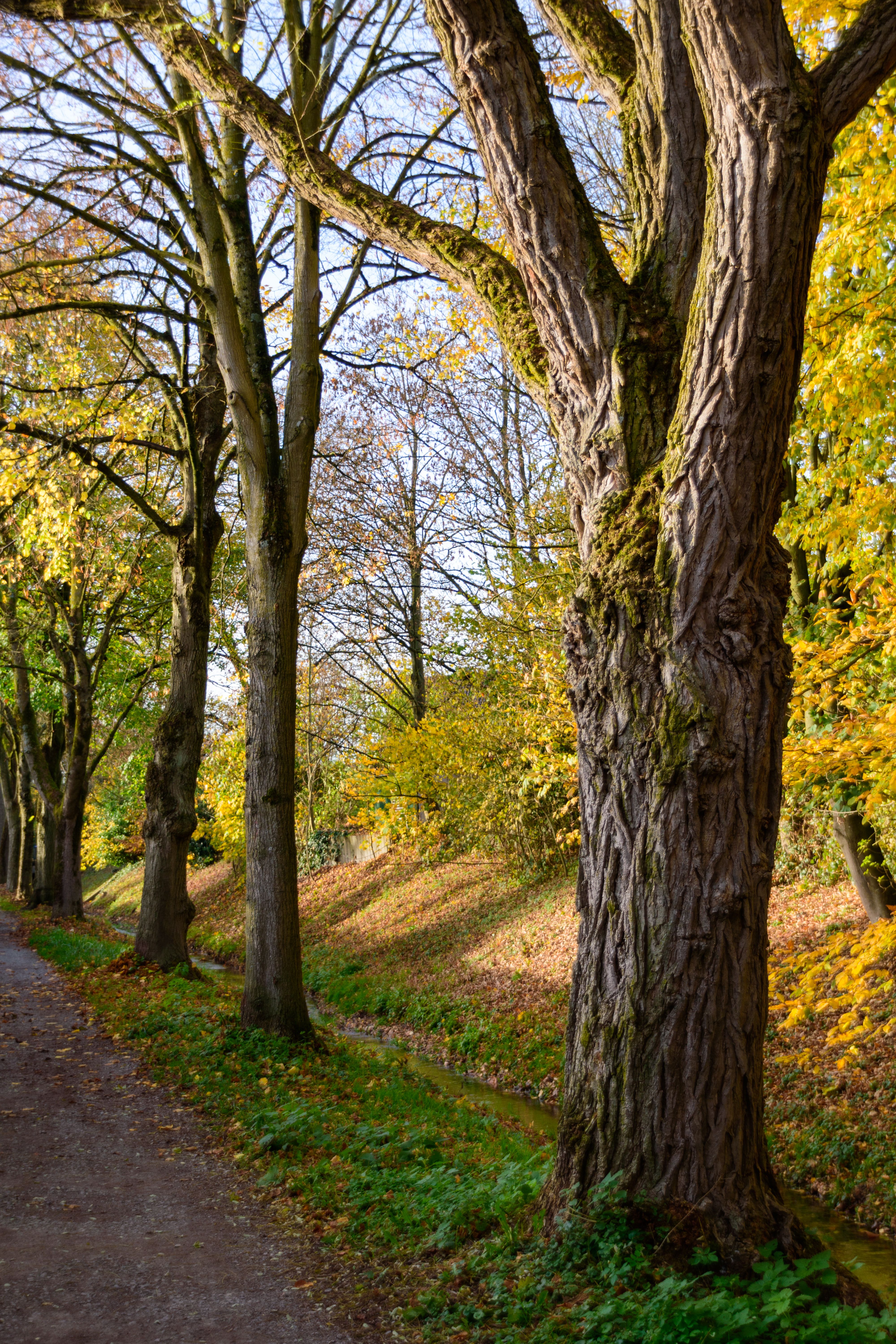 Scenic Autumn Pathway Lined with Majestic Trees · Free Stock Photo
