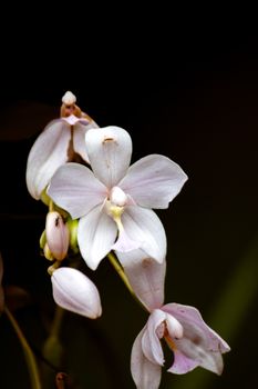 Close-up of elegant white orchids blooming in a dark, moody setting, emphasizing their delicate beauty.