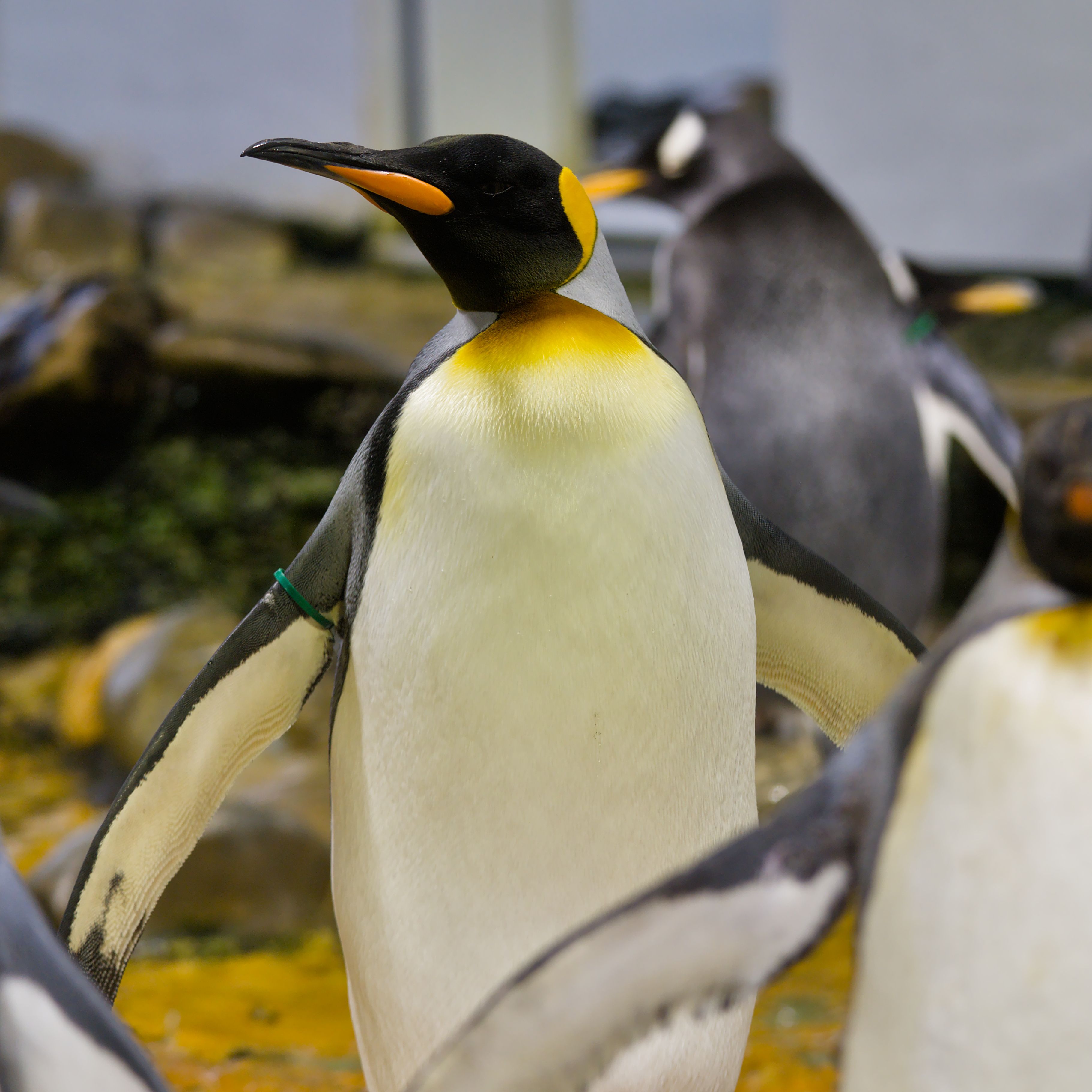 King Penguin in a zoo exhibit. Close-up view showing its distinct features.