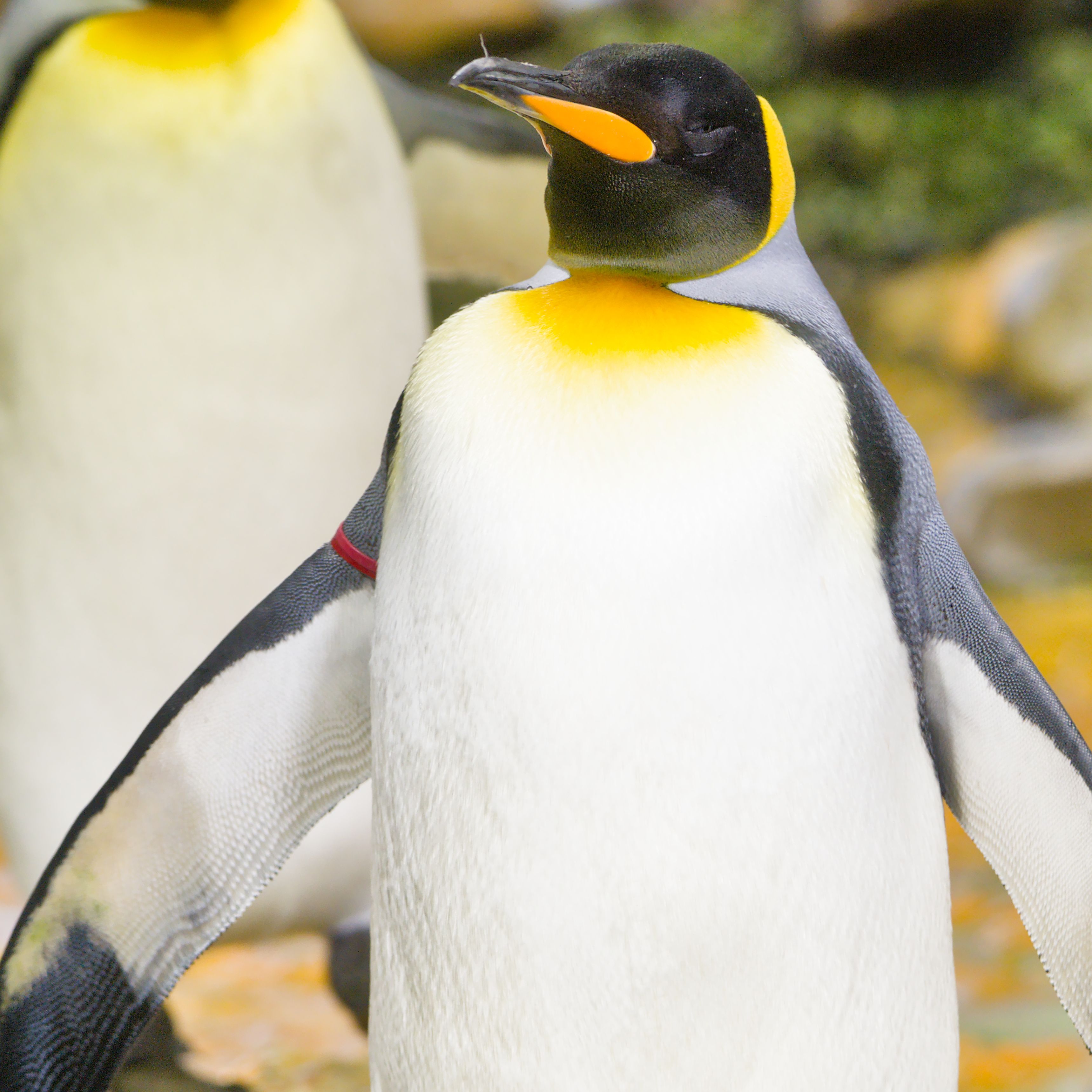A vibrant King Penguin with vivid plumage standing outdoors in a zoo setting.
