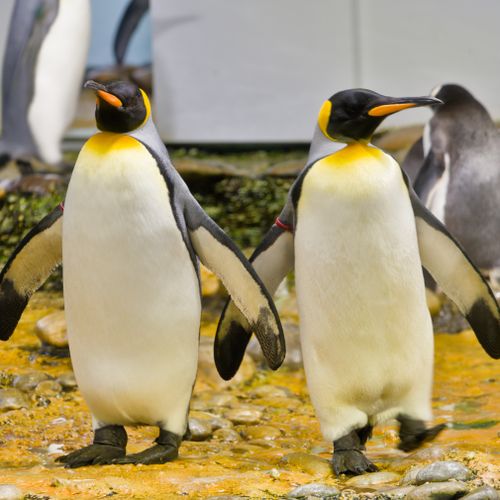 Free Close-up of King Penguins walking on rocky terrain in a zoo setting. Stock Photo